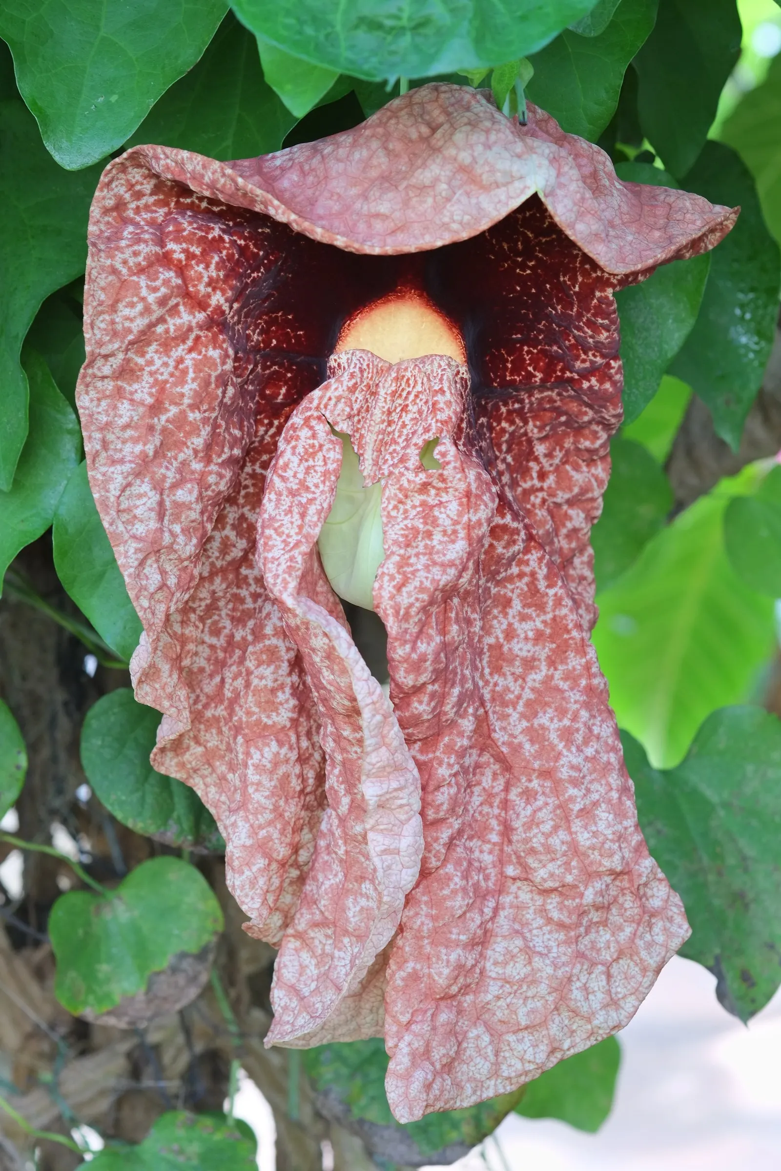 Pelican Flower (Aristolochia Grandiflora) — pungent odor that attracts their natural pollinators