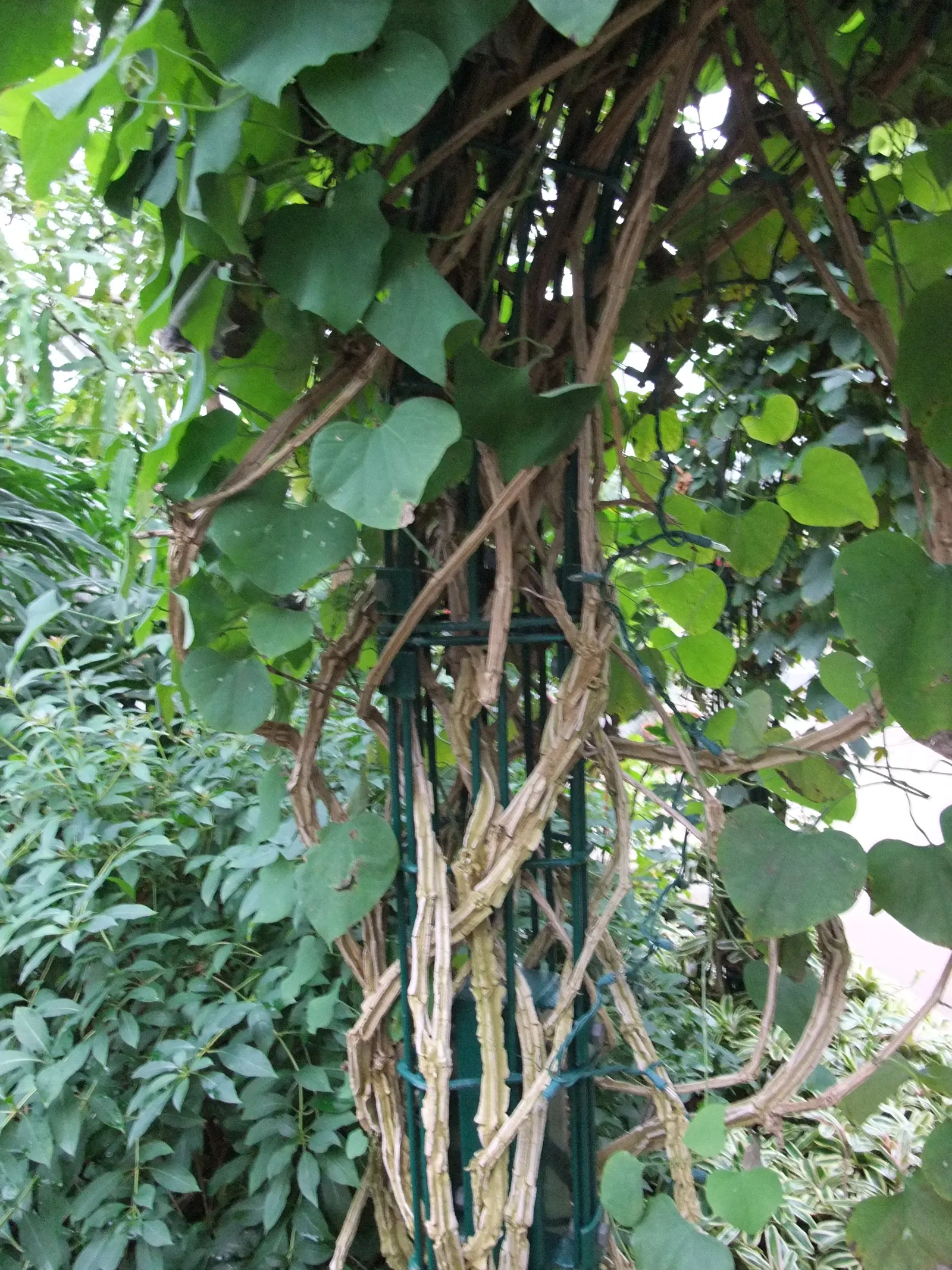 Pelican Flower (Aristolochia Grandiflora) — which can reach a length of 10 to 20 feet