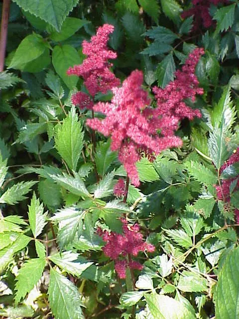 Fanal False Spirea (Astilbe 'Fanal') — deep red plumes rising to 2 ft