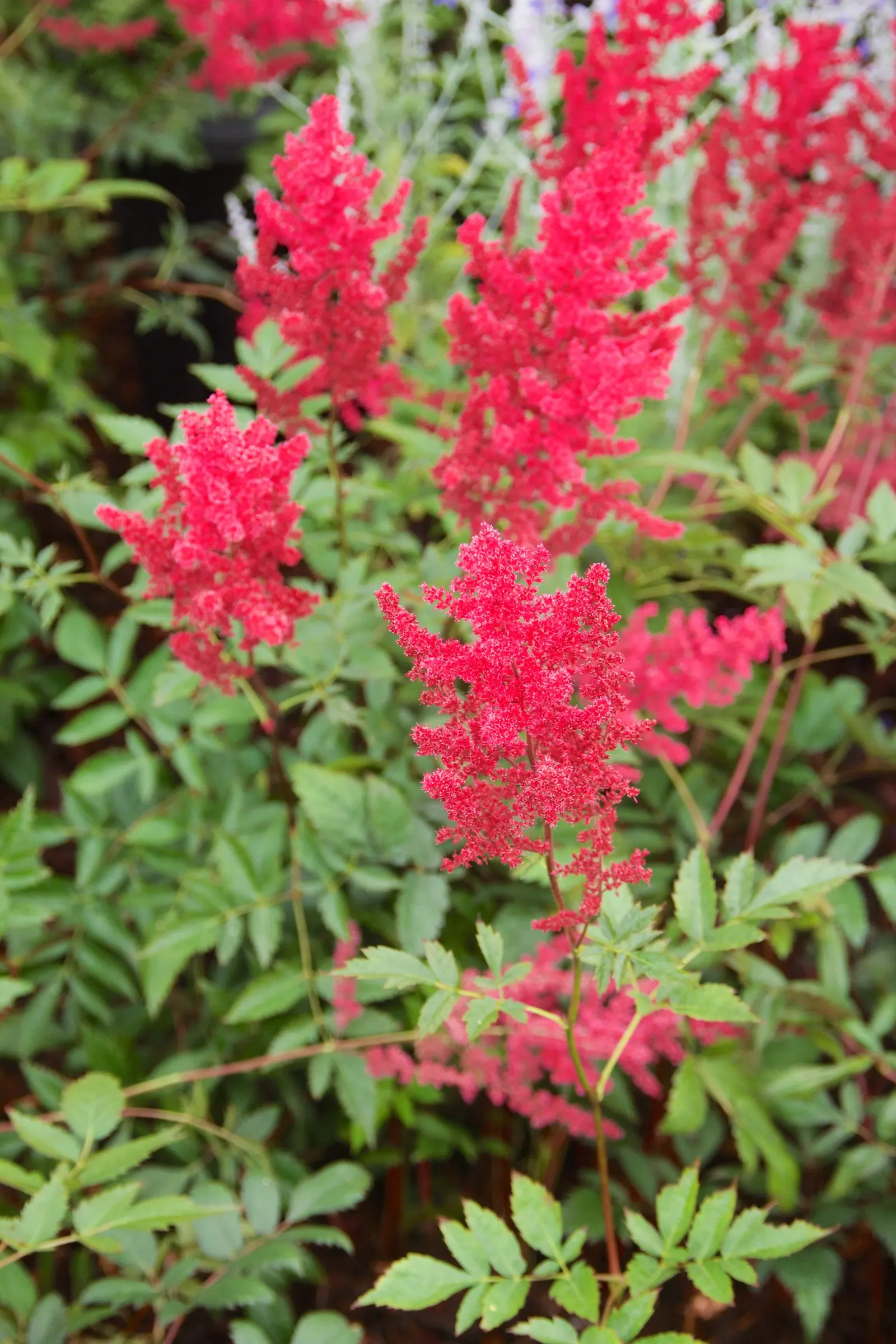 Fanal False Spirea (Astilbe 'Fanal') — blooming in early to mid-summer