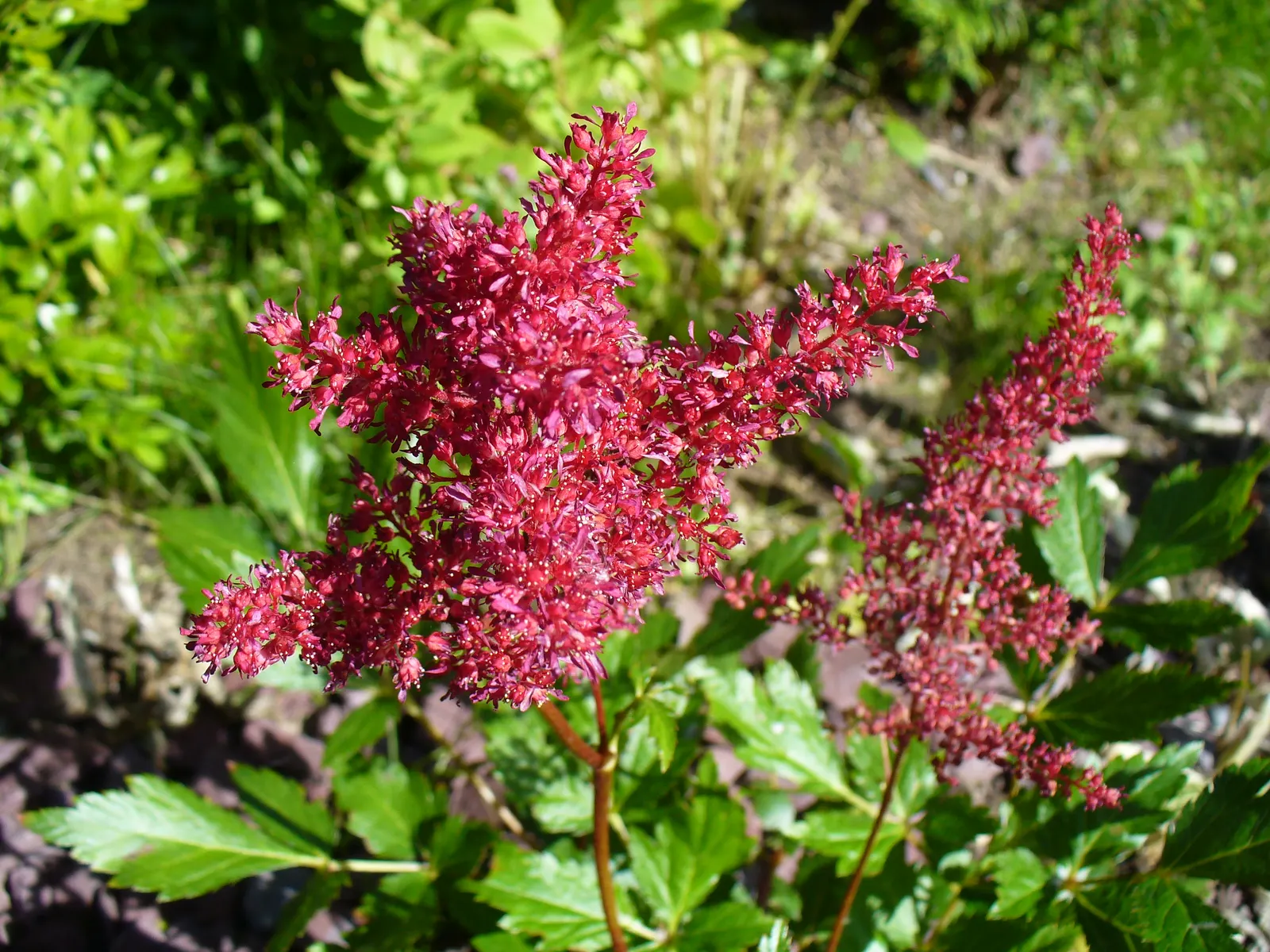 Fanal False Spirea (Astilbe 'Fanal') — Astilbe 'Fanal' (Fanal False Spirea) is a perennial with striking