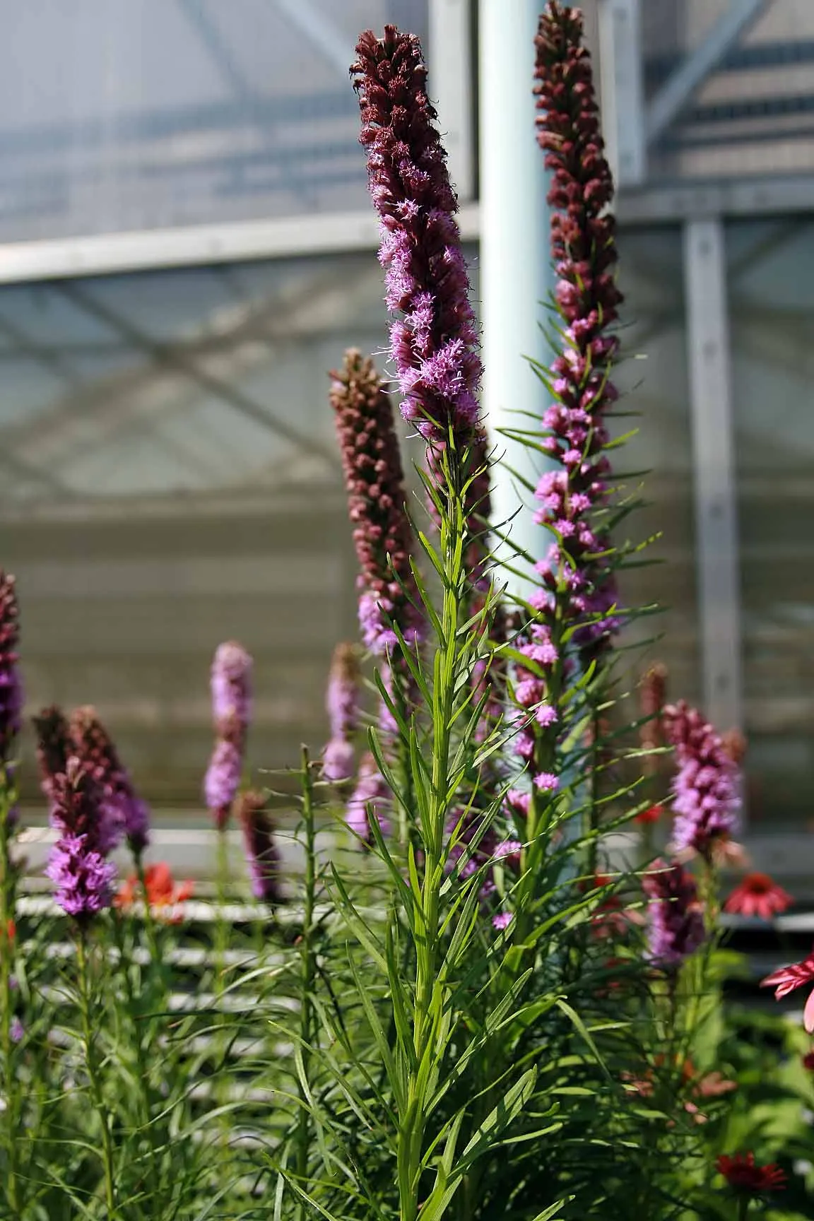 Original Kobold Gayfeather (Liatris Spicata 'Kobold Original') — It blooms in midsummer, reaching heights of 24-30 inches, with a spread of 12-18 inches