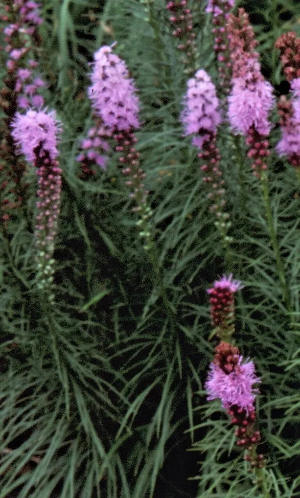Original Kobold Gayfeather (Liatris Spicata 'Kobold Original') — is a perennial favorite known for its distinctive