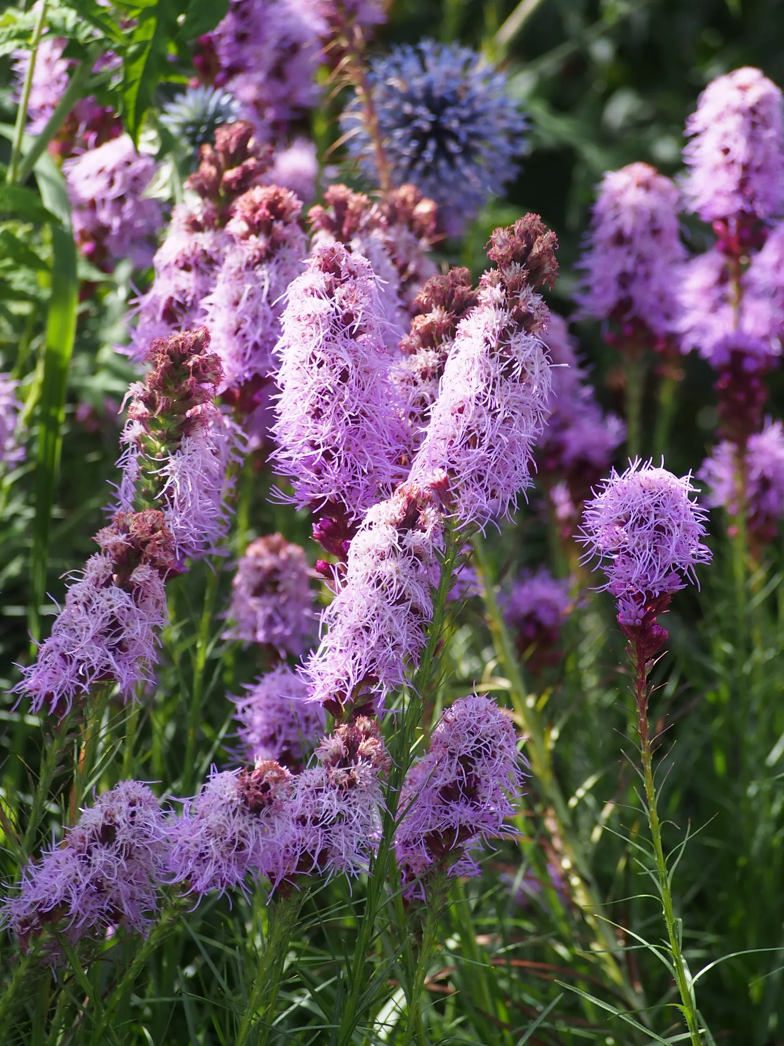 Original Kobold Gayfeather (Liatris Spicata 'Kobold Original') — adding vertical interest to borders and meadows