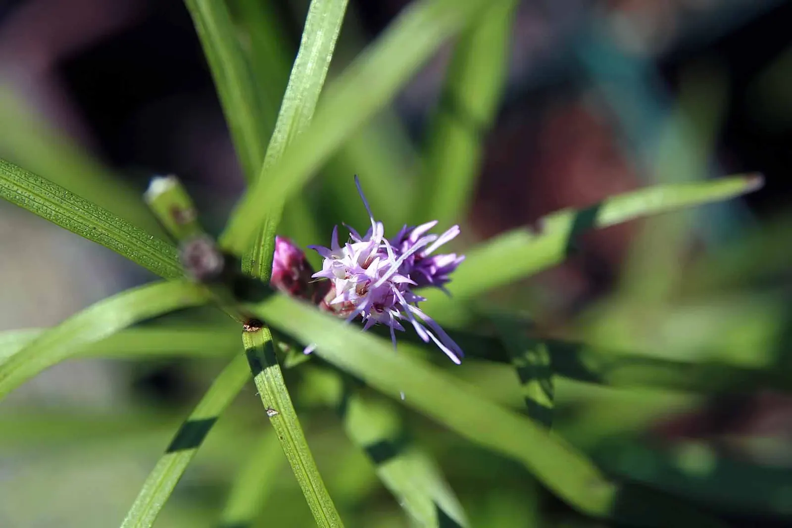 Original Kobold Gayfeather (Liatris Spicata 'Kobold Original') — which boast a rich purple hue