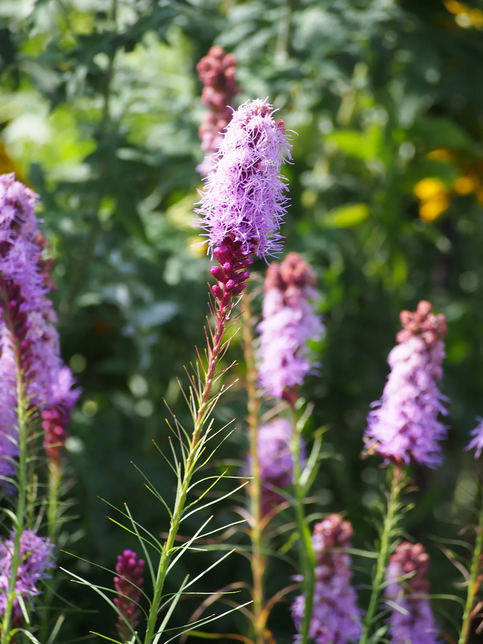 Original Kobold Gayfeather (Liatris Spicata 'Kobold Original') — commonly referred to as Original Kobold Gayfeather