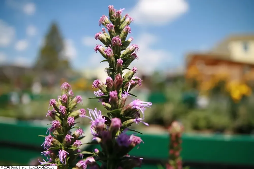 Original Kobold Gayfeather (Liatris Spicata 'Kobold Original') — and small-space landscapes.<br><br>The Kobold Gayfeather is notable for its fluffy