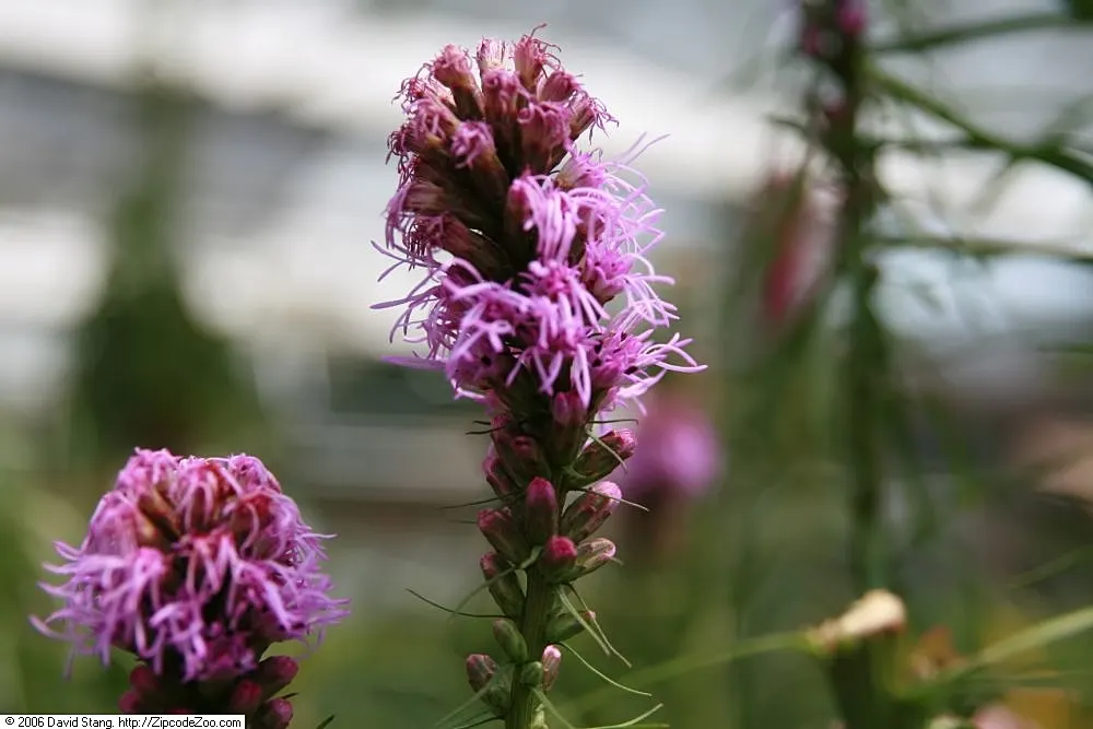 Original Kobold Gayfeather (Liatris Spicata 'Kobold Original') — Best grown in full sun with well-drained soil
