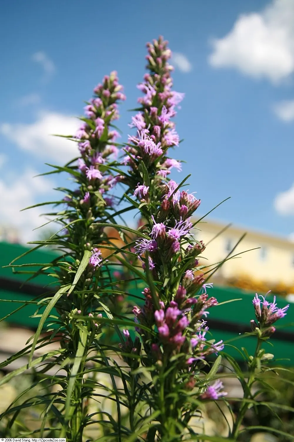 Original Kobold Gayfeather (Liatris Spicata 'Kobold Original') — This drought-tolerant native attracts pollinators while being deer-resistant