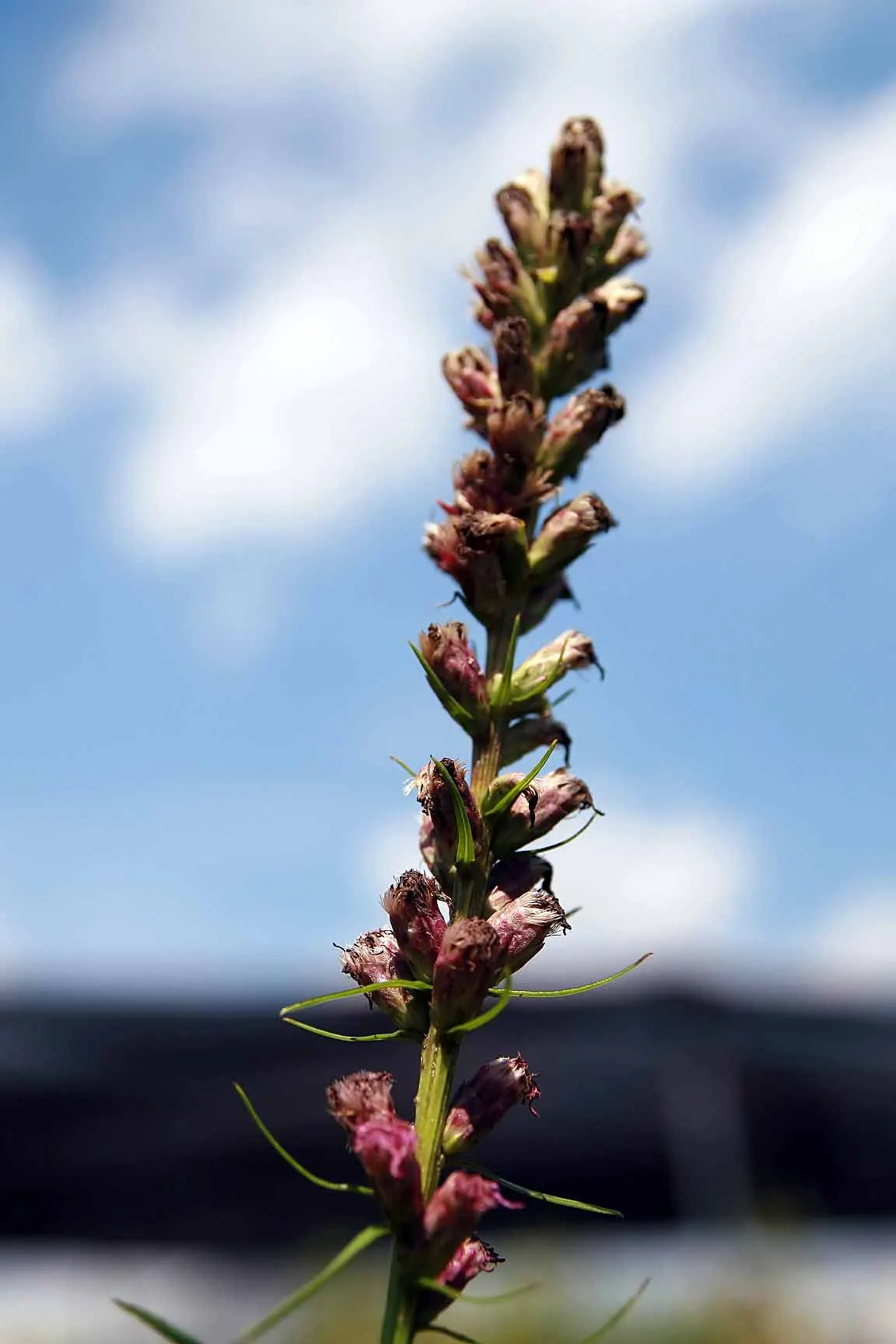 Original Kobold Gayfeather (Liatris Spicata 'Kobold Original') — deep purple flower spikes atop grassy foliage
