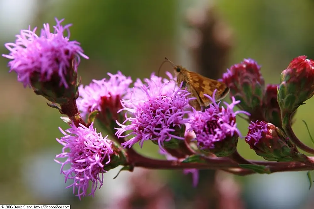 Original Kobold Gayfeather (Liatris Spicata 'Kobold Original') — is a compact perennial featuring dense