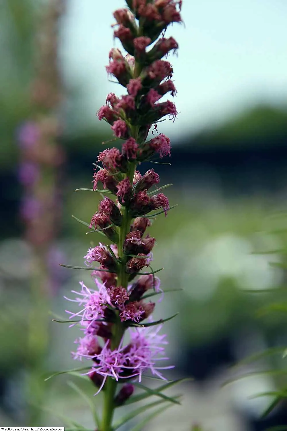 Original Kobold Gayfeather (Liatris Spicata 'Kobold Original') — vibrant flower spikes and compact growth habit
