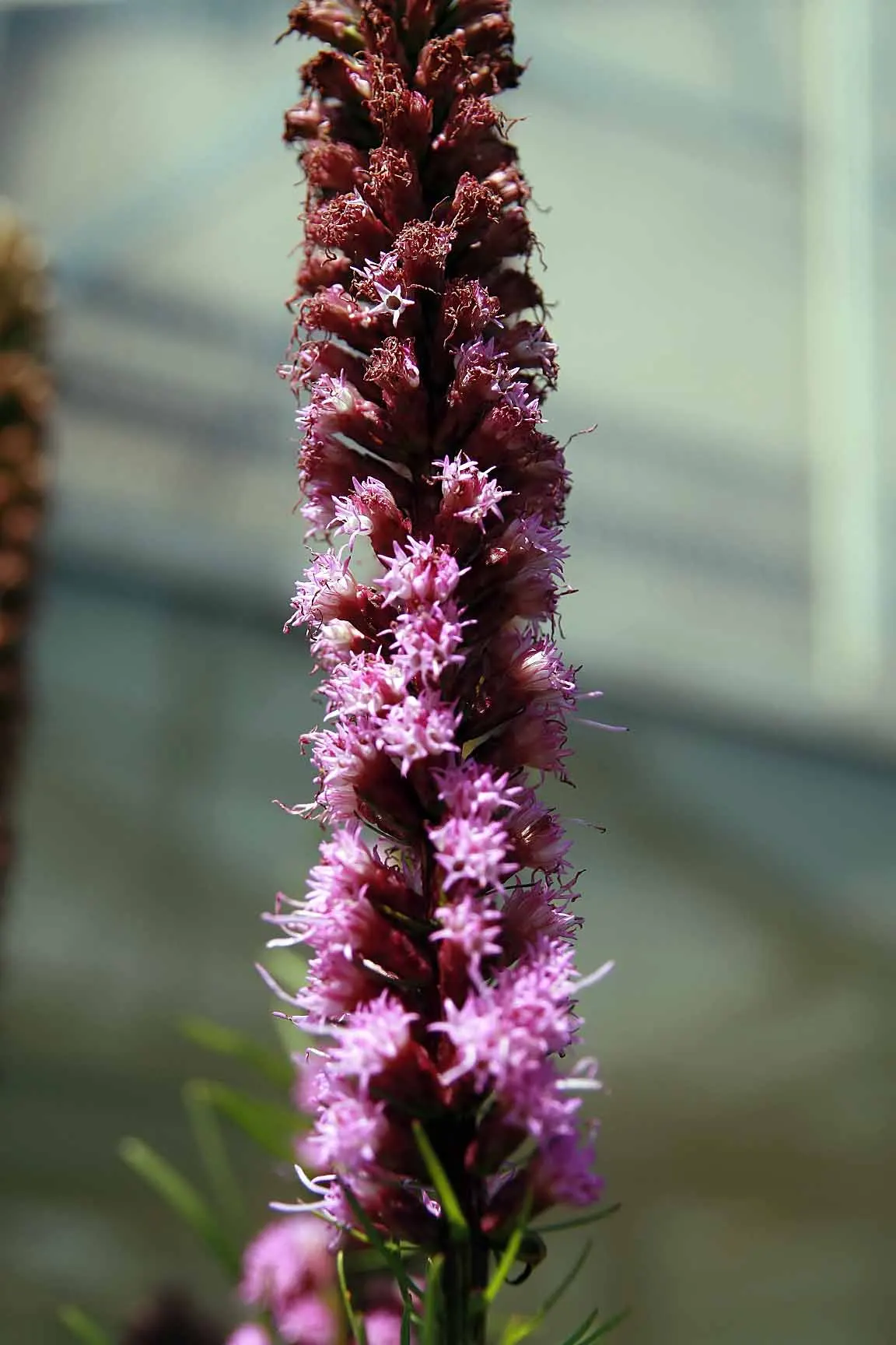 Original Kobold Gayfeather (Liatris Spicata 'Kobold Original') — making it an ideal candidate for adding structure and color to borders