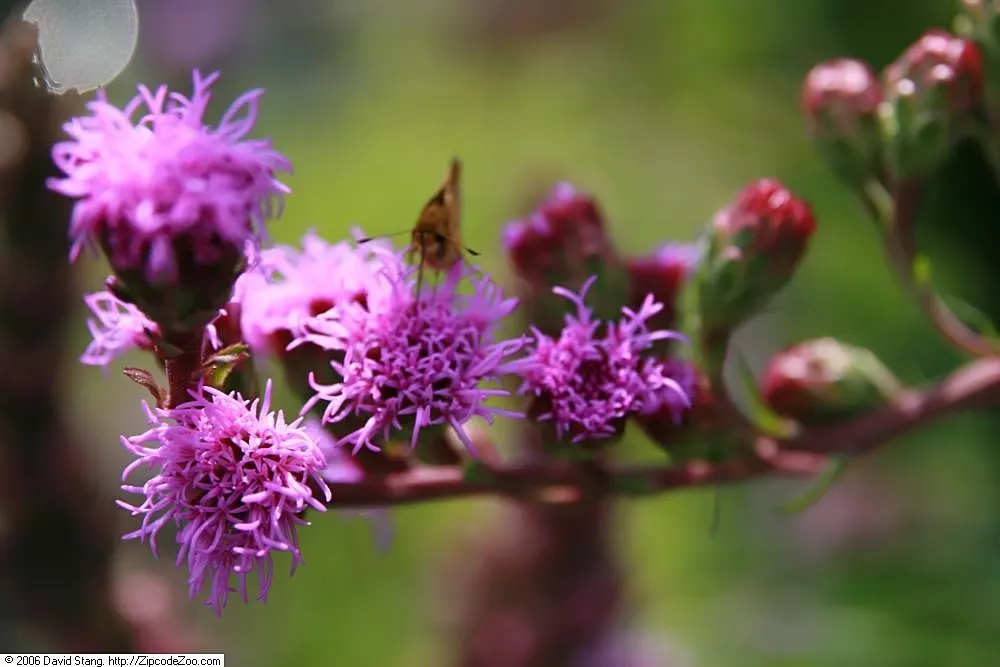 Original Kobold Gayfeather (Liatris Spicata 'Kobold Original') — This charming cultivar reaches a height of approximately 18 to 24 inches and a spread of about