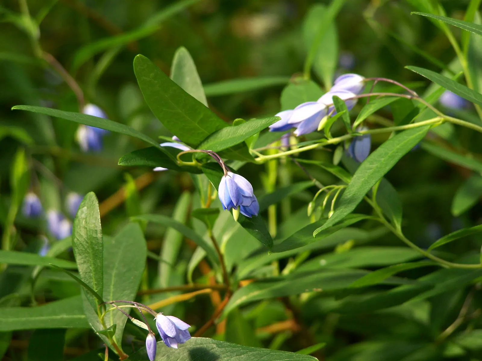 Australian Bluebell Creeper (Sollya Heterophylla) — thrives in USDA zones 9-11