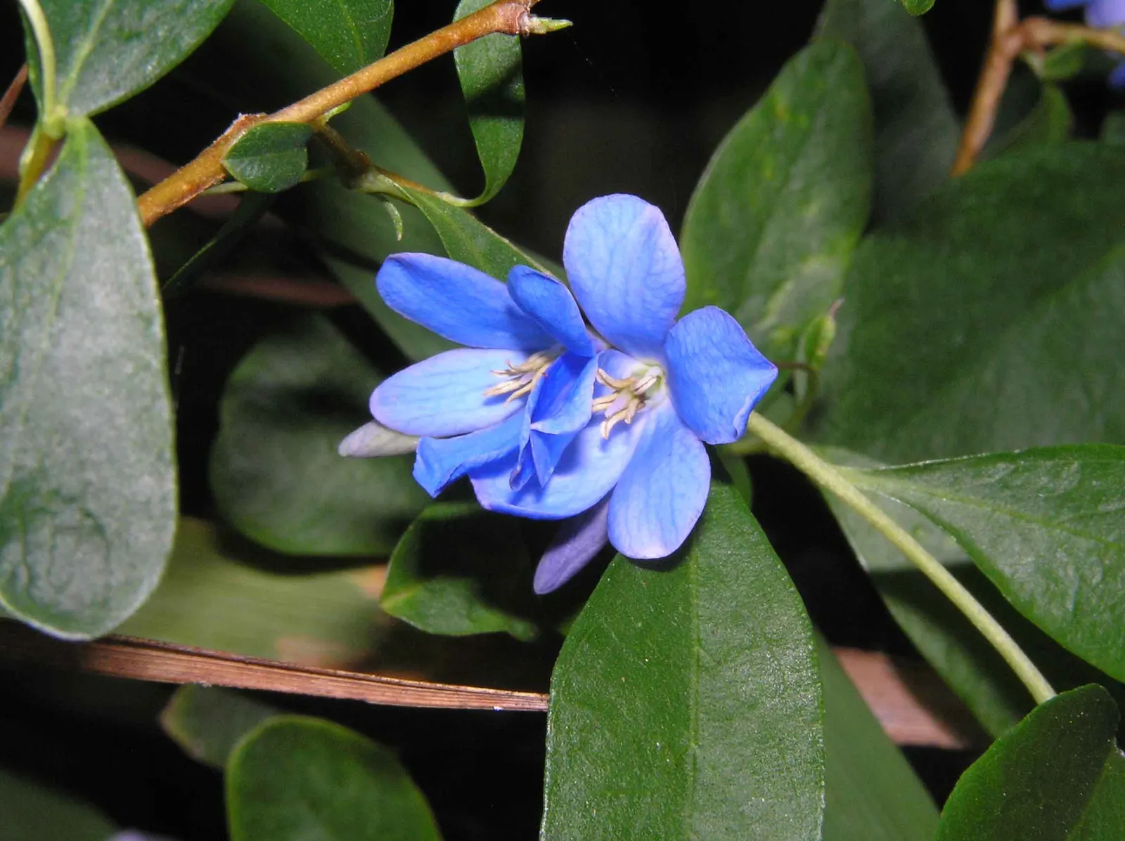 Australian Bluebell Creeper (Sollya Heterophylla) — Preferring well-drained soil, it excels in full sun to partial shade