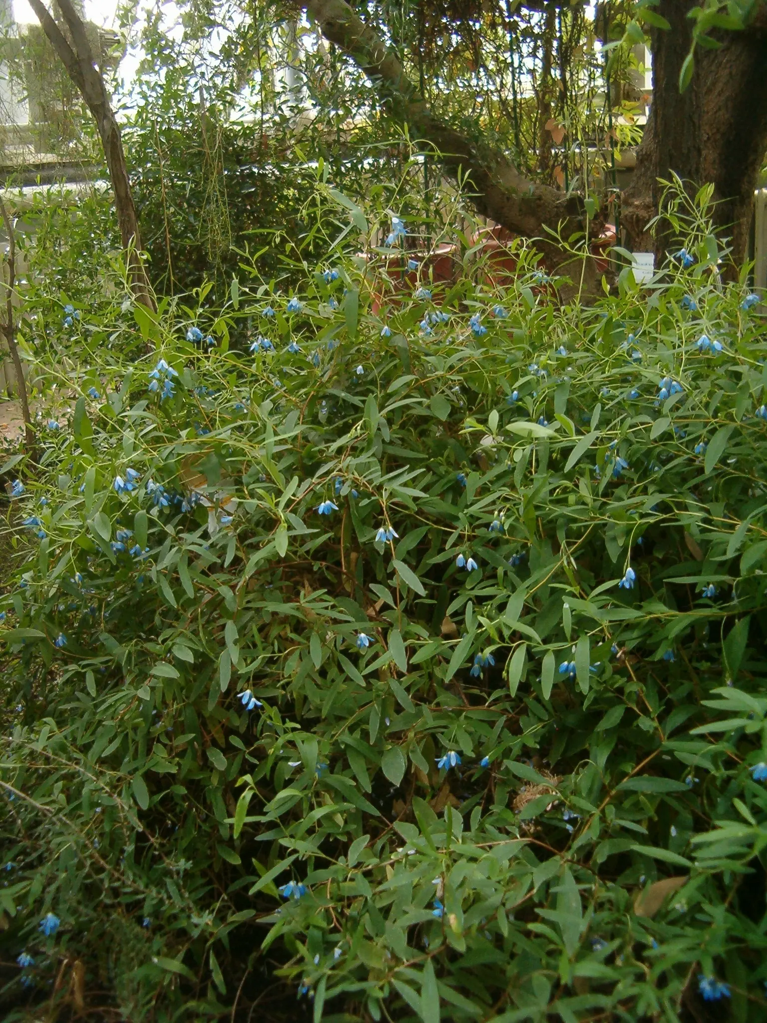 Australian Bluebell Creeper (Sollya Heterophylla) — a charming evergreen climber