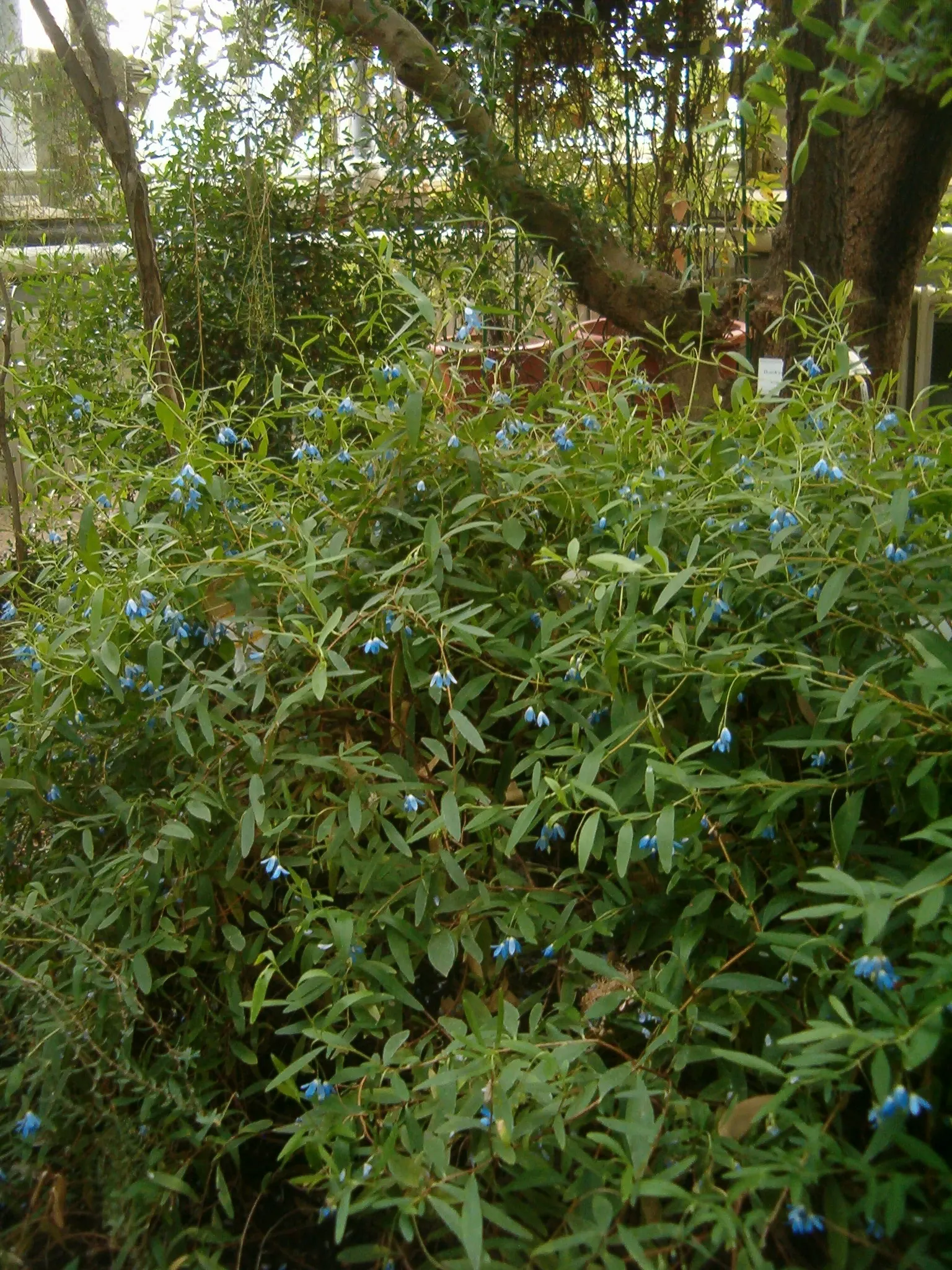 Australian Bluebell Creeper (Sollya Heterophylla) — A versatile pick, it's ideal for trellises, containers, or as a ground cover