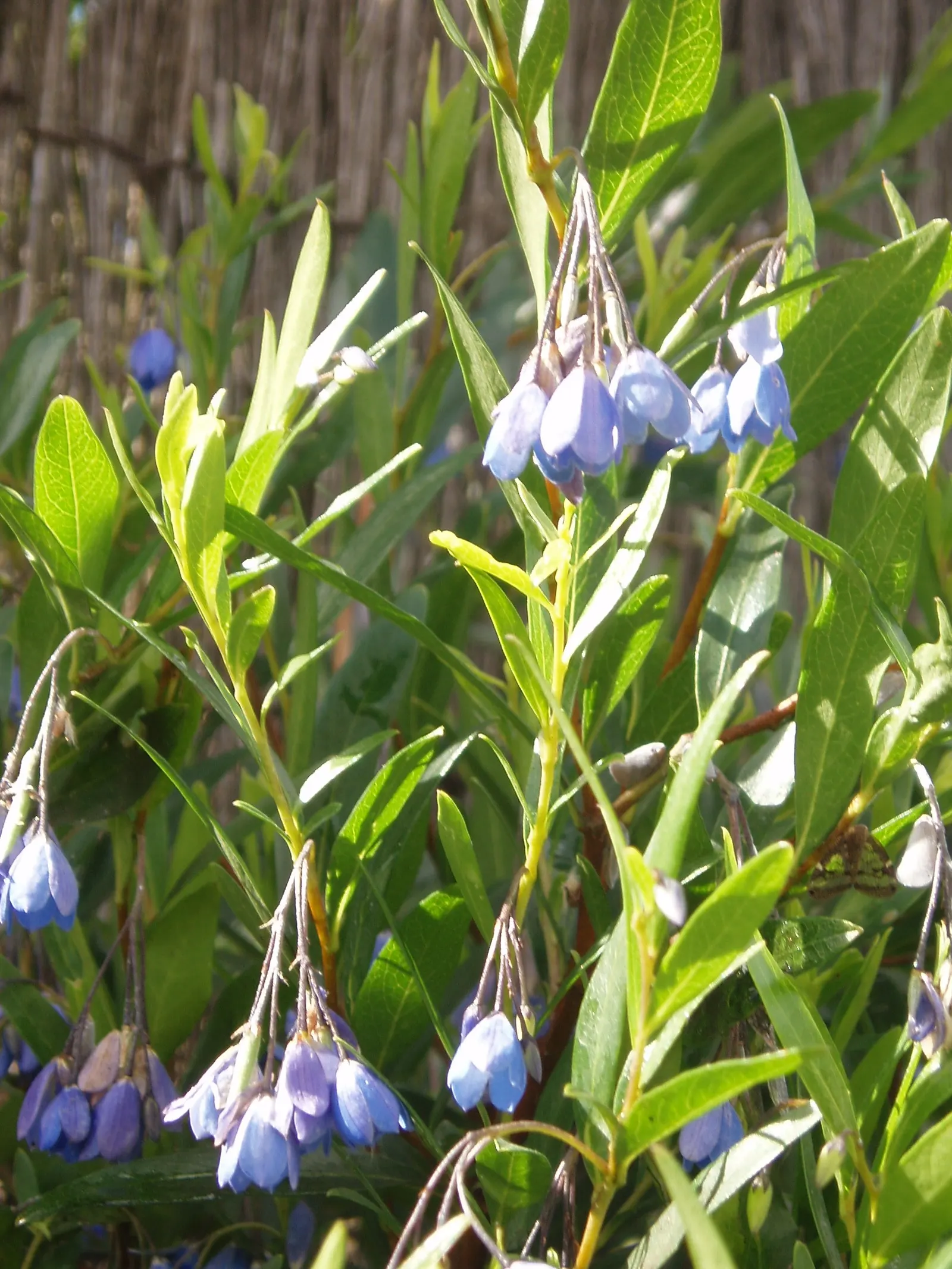 Australian Bluebell Creeper (Sollya Heterophylla) — scientifically known as Sollya heterophylla