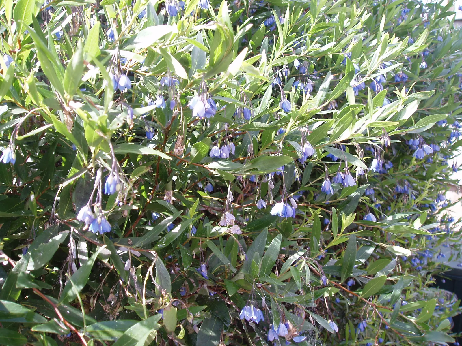 Australian Bluebell Creeper (Sollya Heterophylla) — It spans 3-6 feet in height and spread, showcasing lush blue, bell-shaped flowers from spring to summer