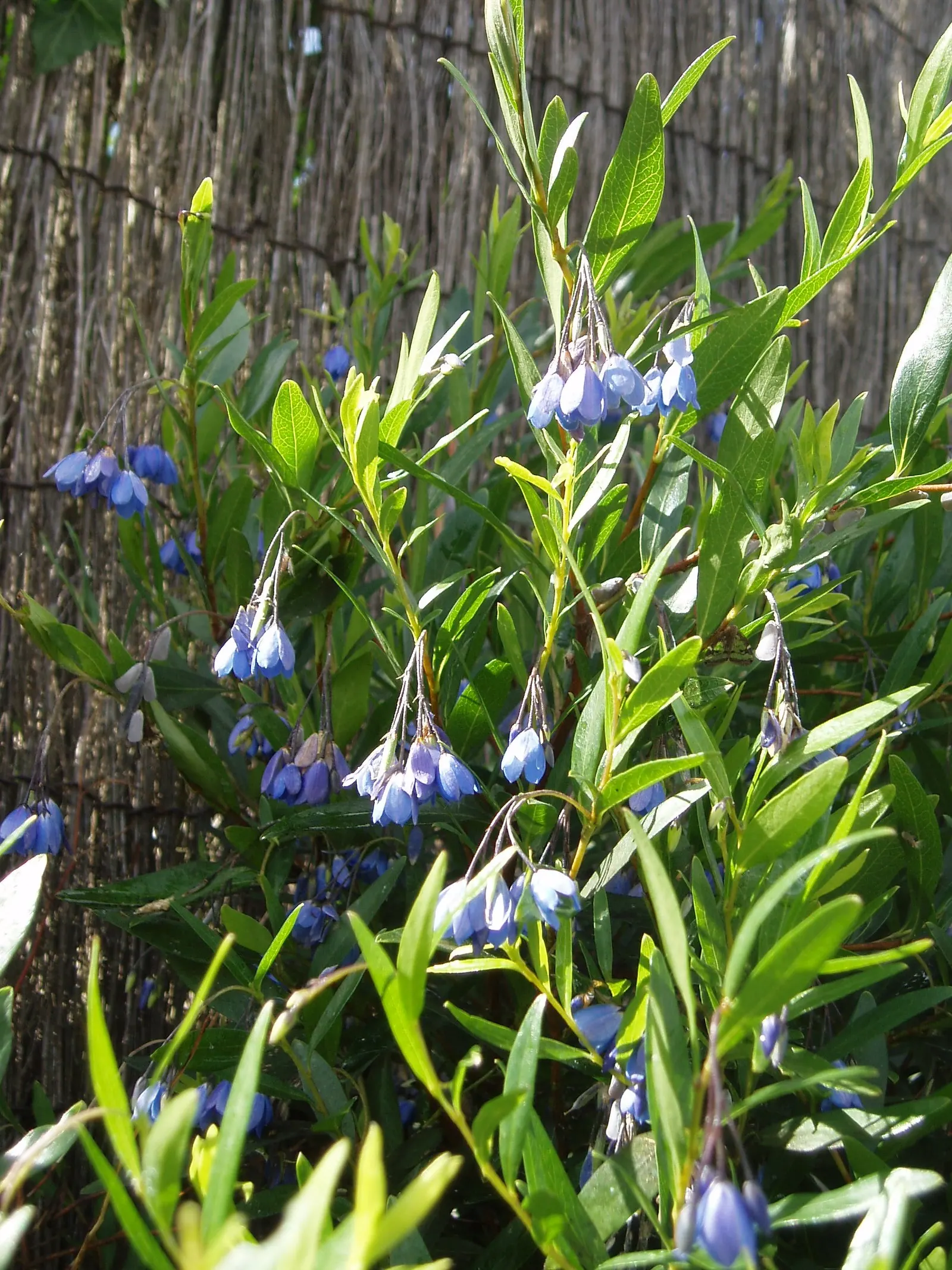 Australian Bluebell Creeper (Sollya Heterophylla) — Regular watering and occasional pruning maintain health and form
