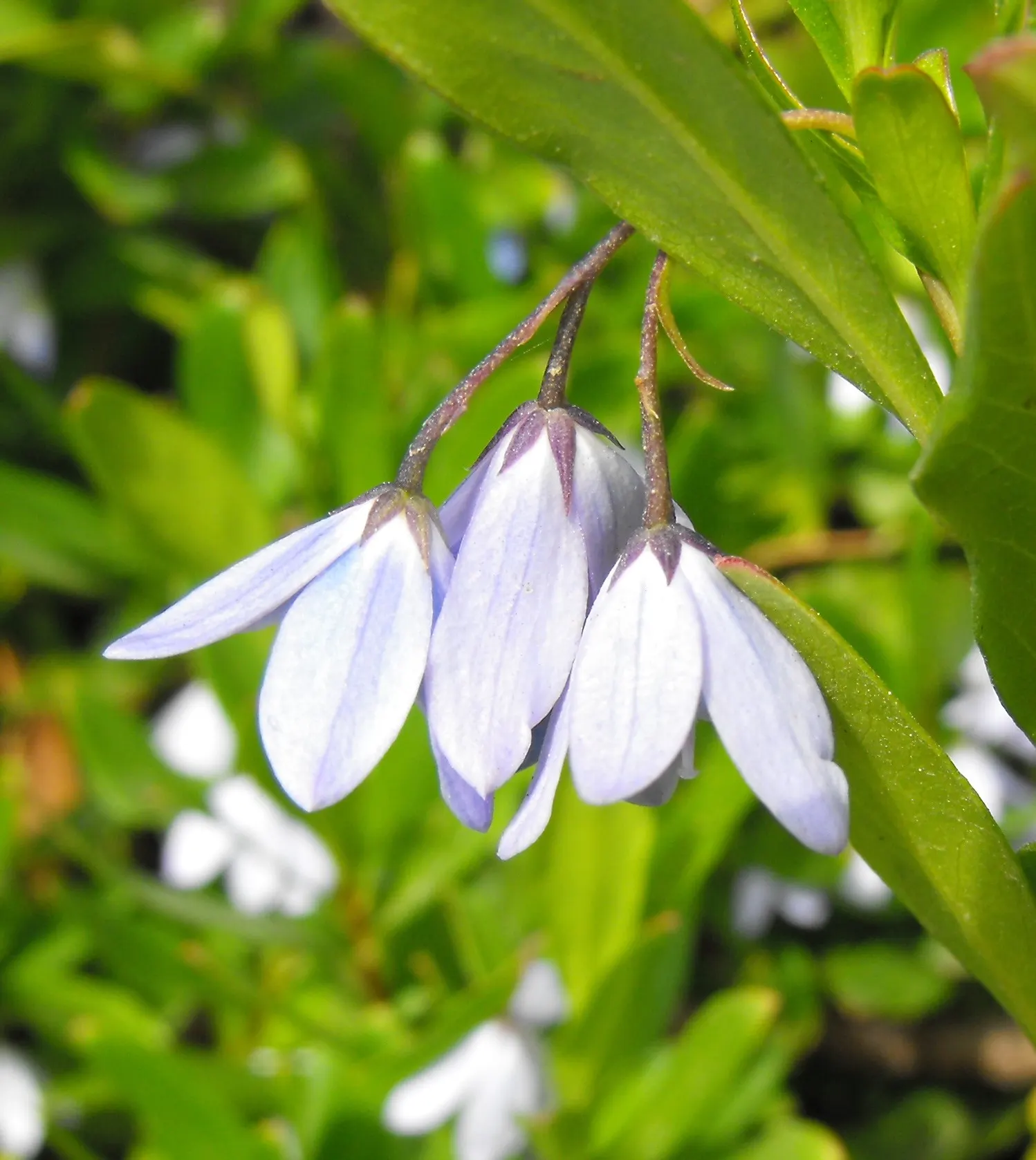 Australian Bluebell Creeper (Sollya Heterophylla) — The Australian Bluebell Creeper (Sollya heterophylla)