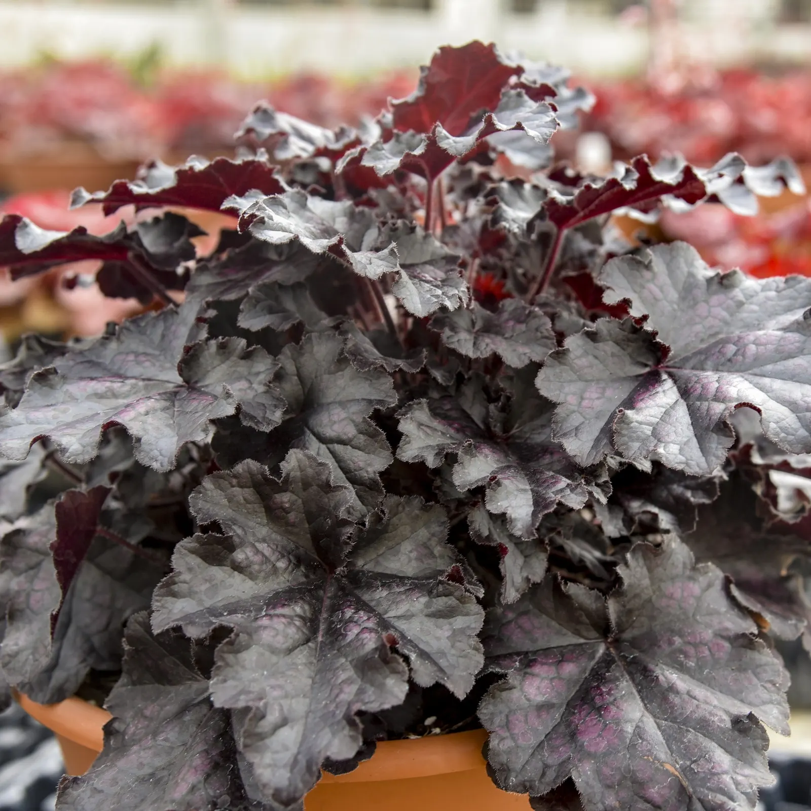 'Sultry Night' Coral Bells (Heuchera hybrid) — The Heuchera hybrid 'Sultry Night' is a compact Proven Winners® coral bells with glossy