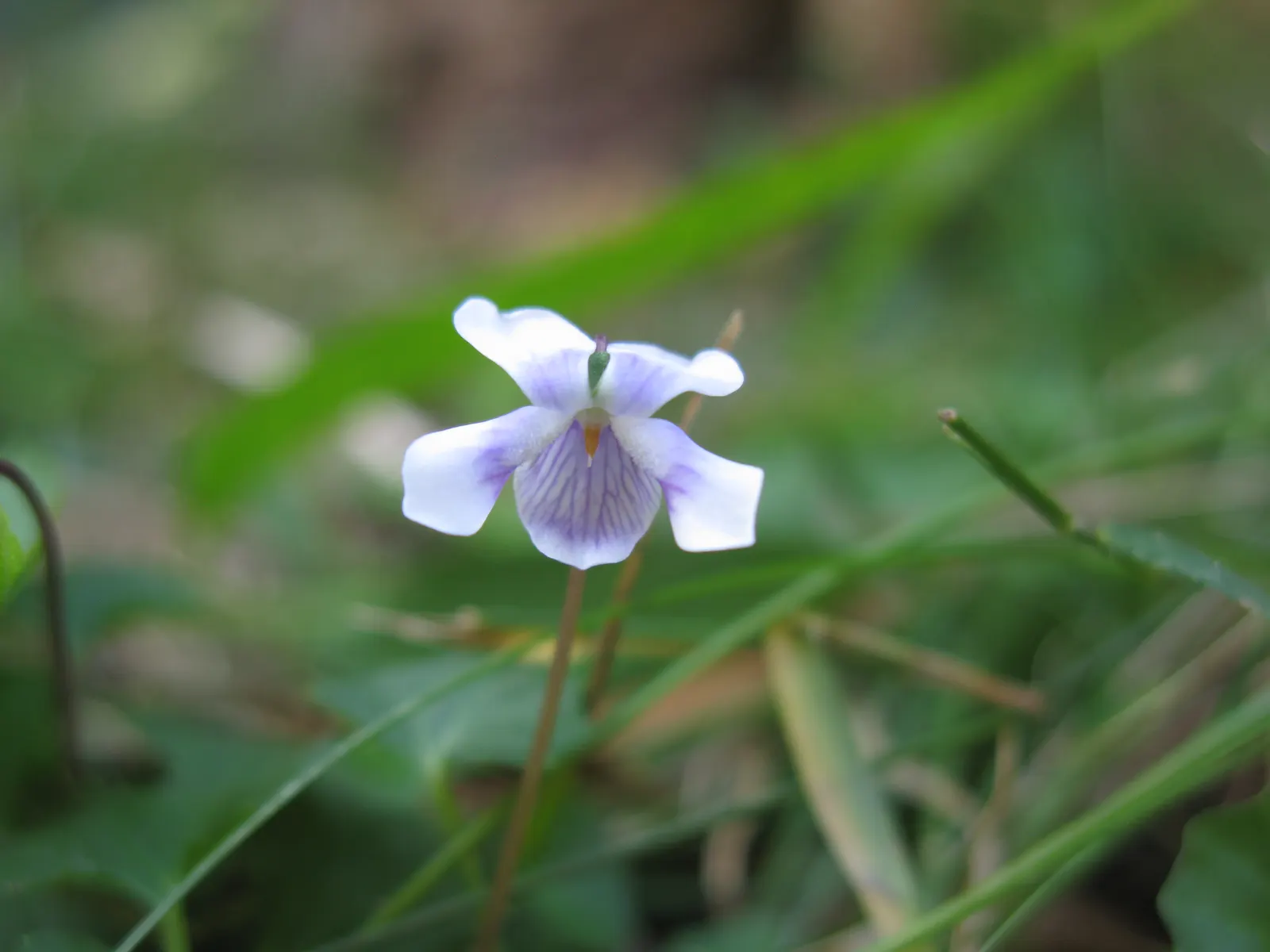 Australian Violet (Viola hederacea) — The Australian Violet, Viola hederacea, is a charming ground cover with lush, evergreen foliage