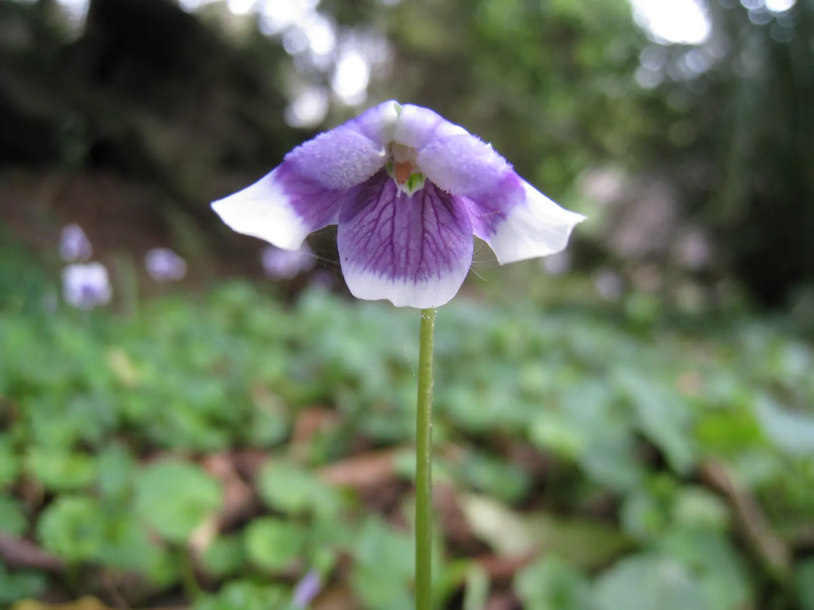 Australian Violet (Viola hederacea) — Ideal for underplanting and filling gaps