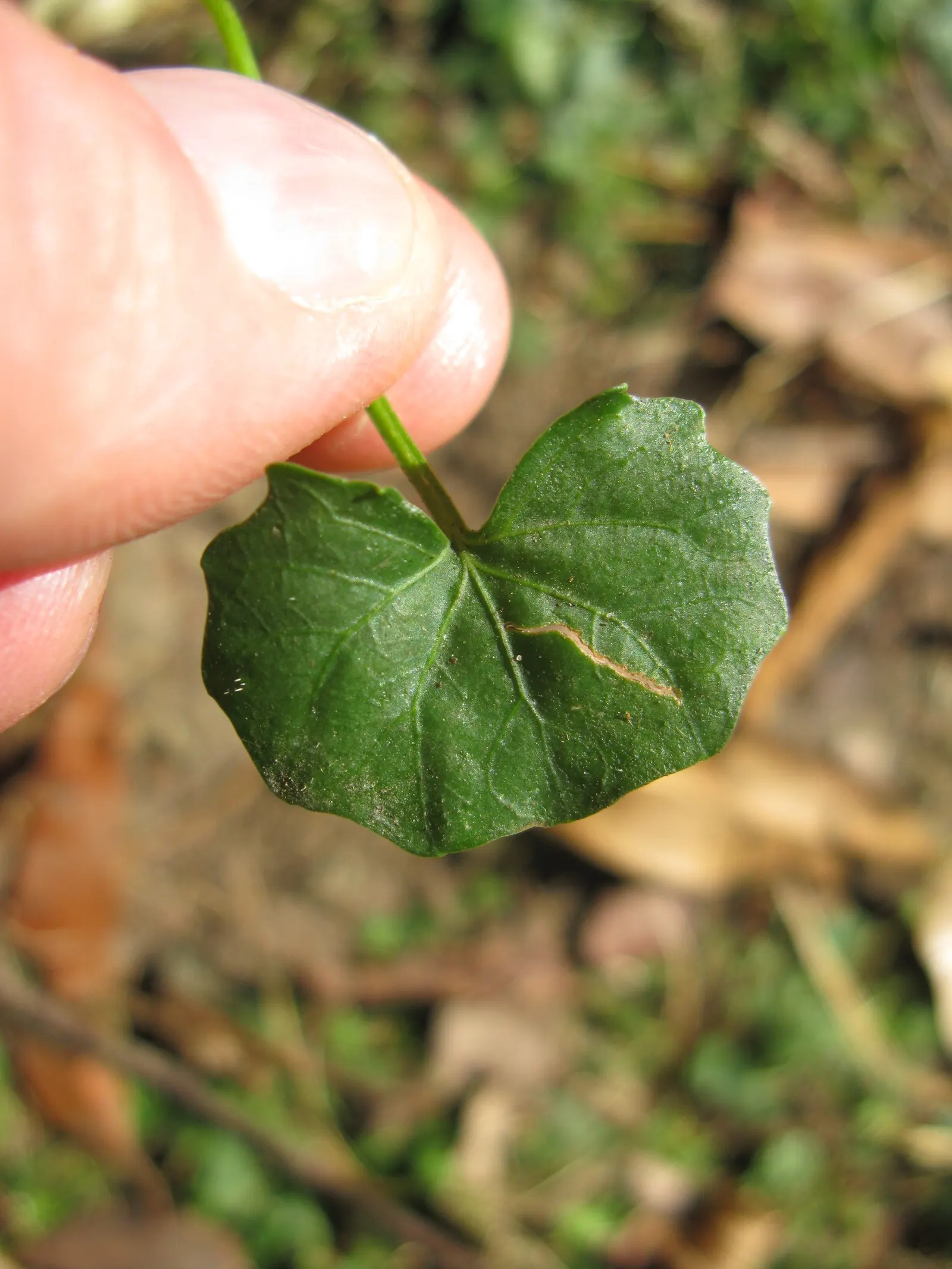 Australian Violet (Viola hederacea) — Thriving in USDA zones 6-9, it prefers part shade and moist, well-drained soil