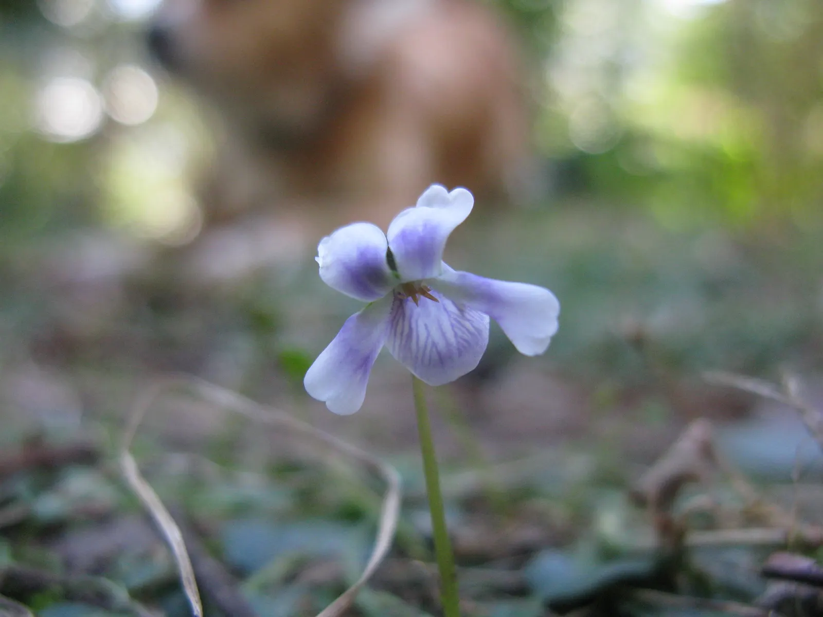 Australian Violet (Viola hederacea) — it adds a touch of enchan™ent to any garden with its trailing habit and dainty blossoms