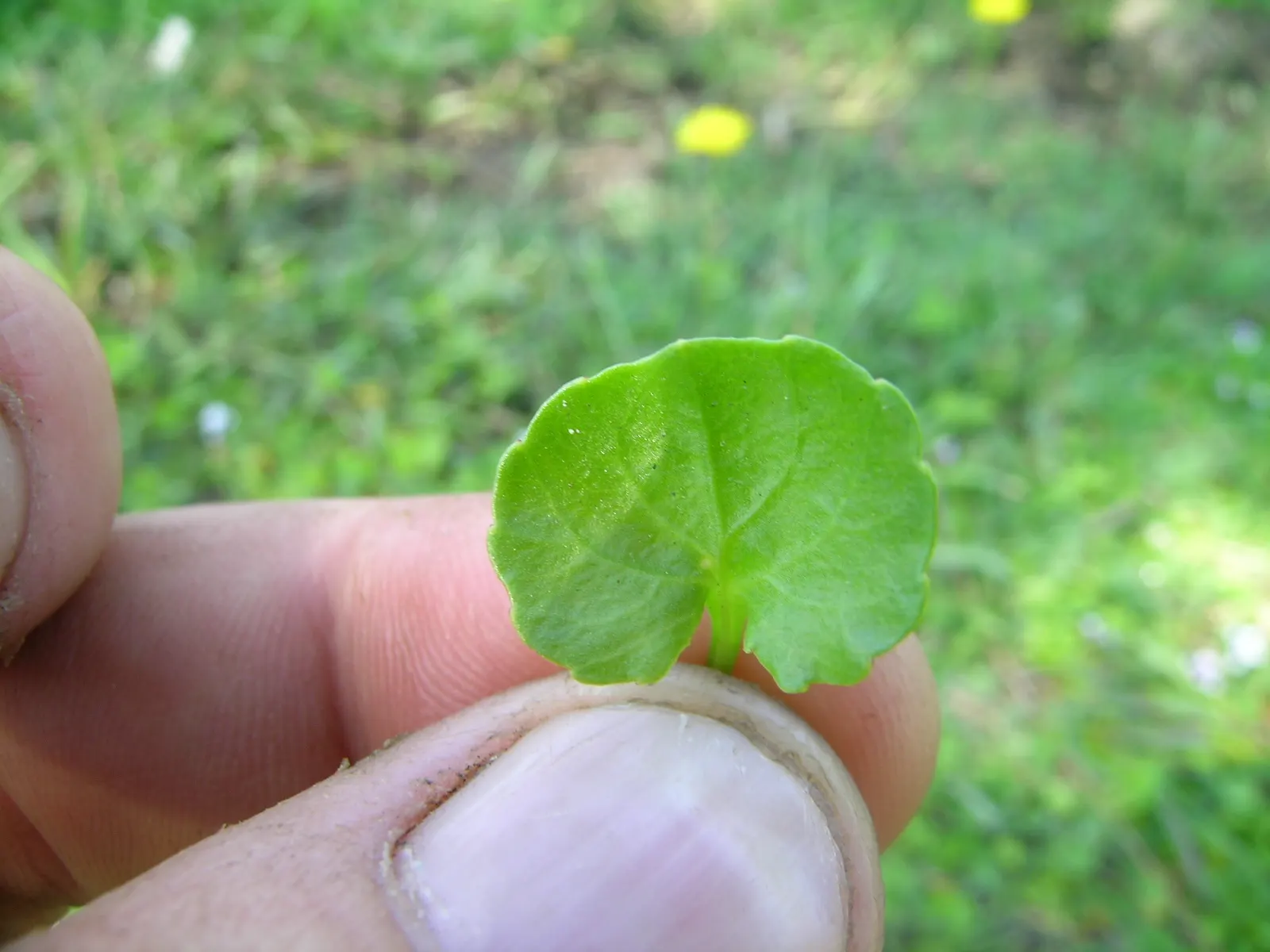 Australian Violet (Viola hederacea) — it spreads up to 18 inches