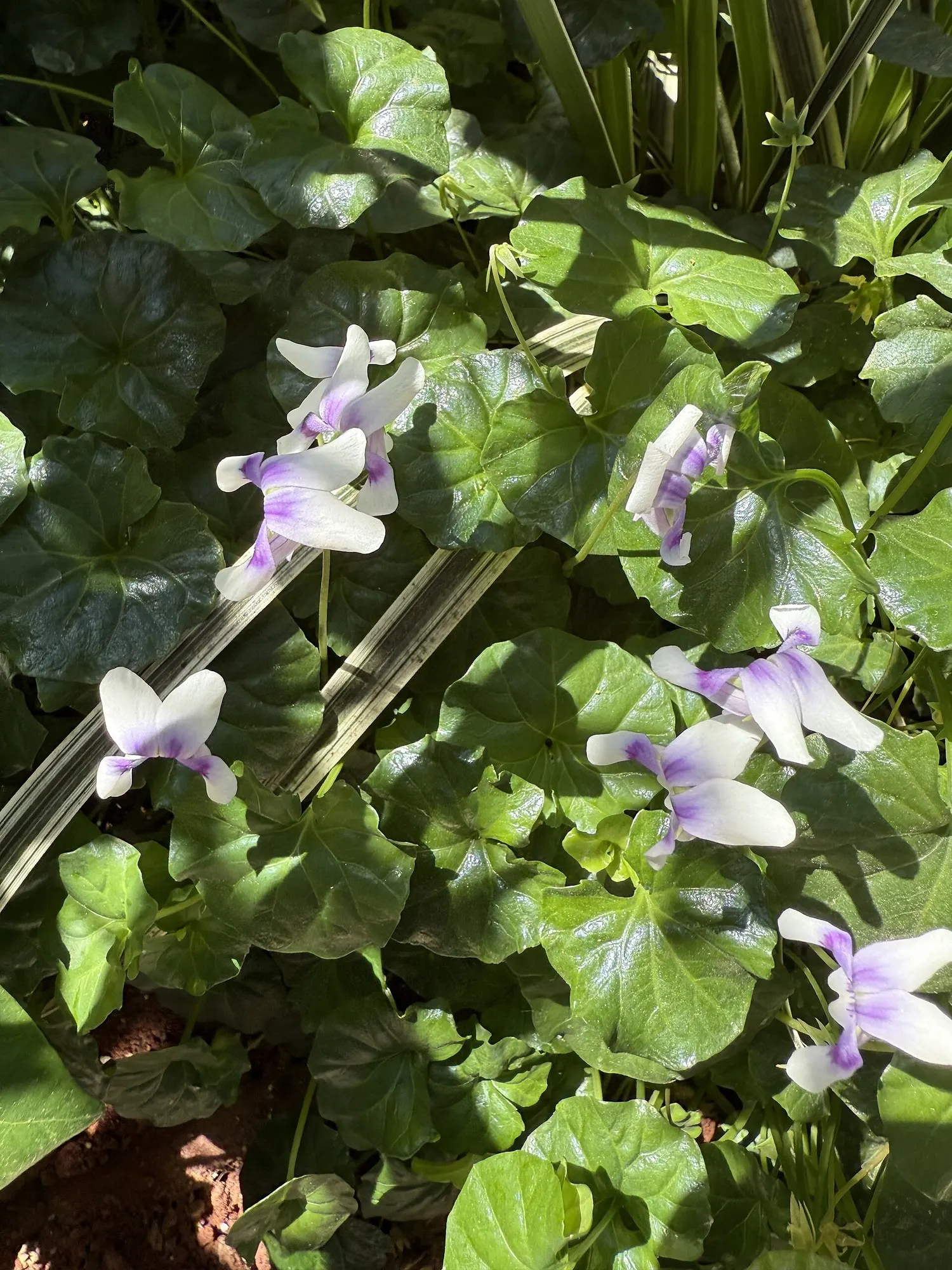 Australian Violet (Viola hederacea) — This species is indigenous to Australia and is favored for its capacity to thrive in various conditions