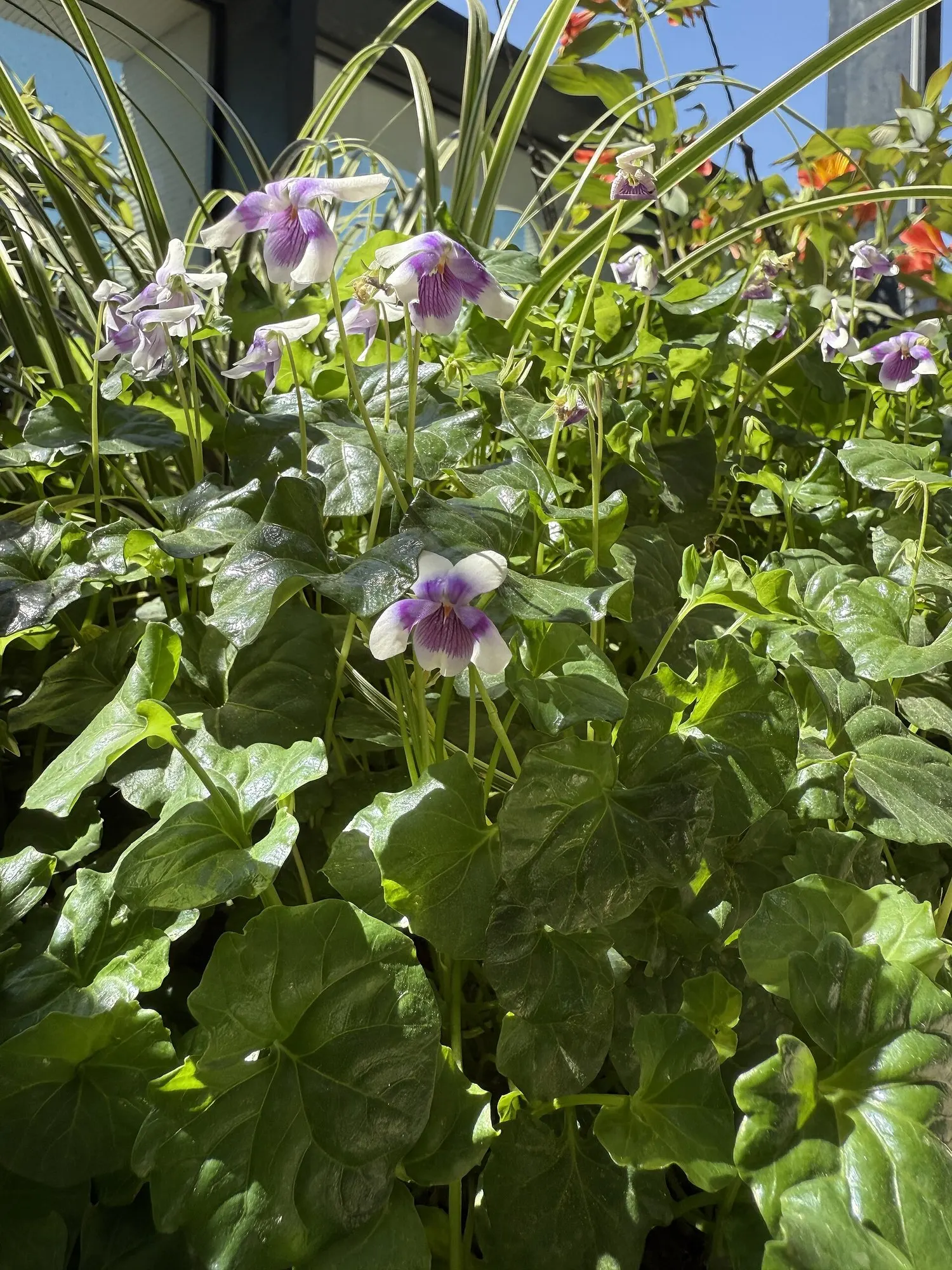 Australian Violet (Viola hederacea) — is an enchanting evergreen groundcover revered for its resilience and charm