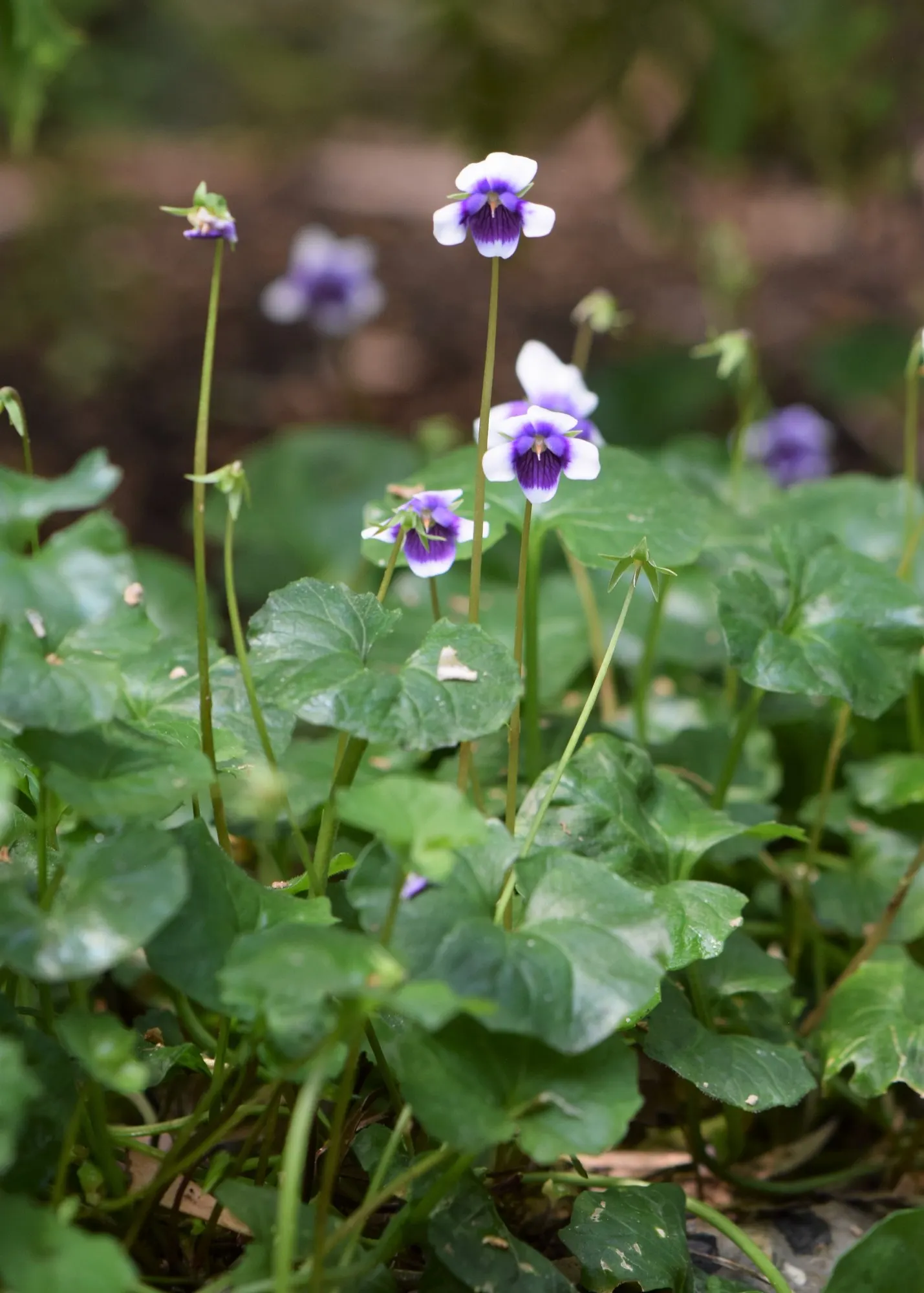 Australian Violet (Viola hederacea) — though it tends to flourish with some protection from the harsher afternoon sunlight