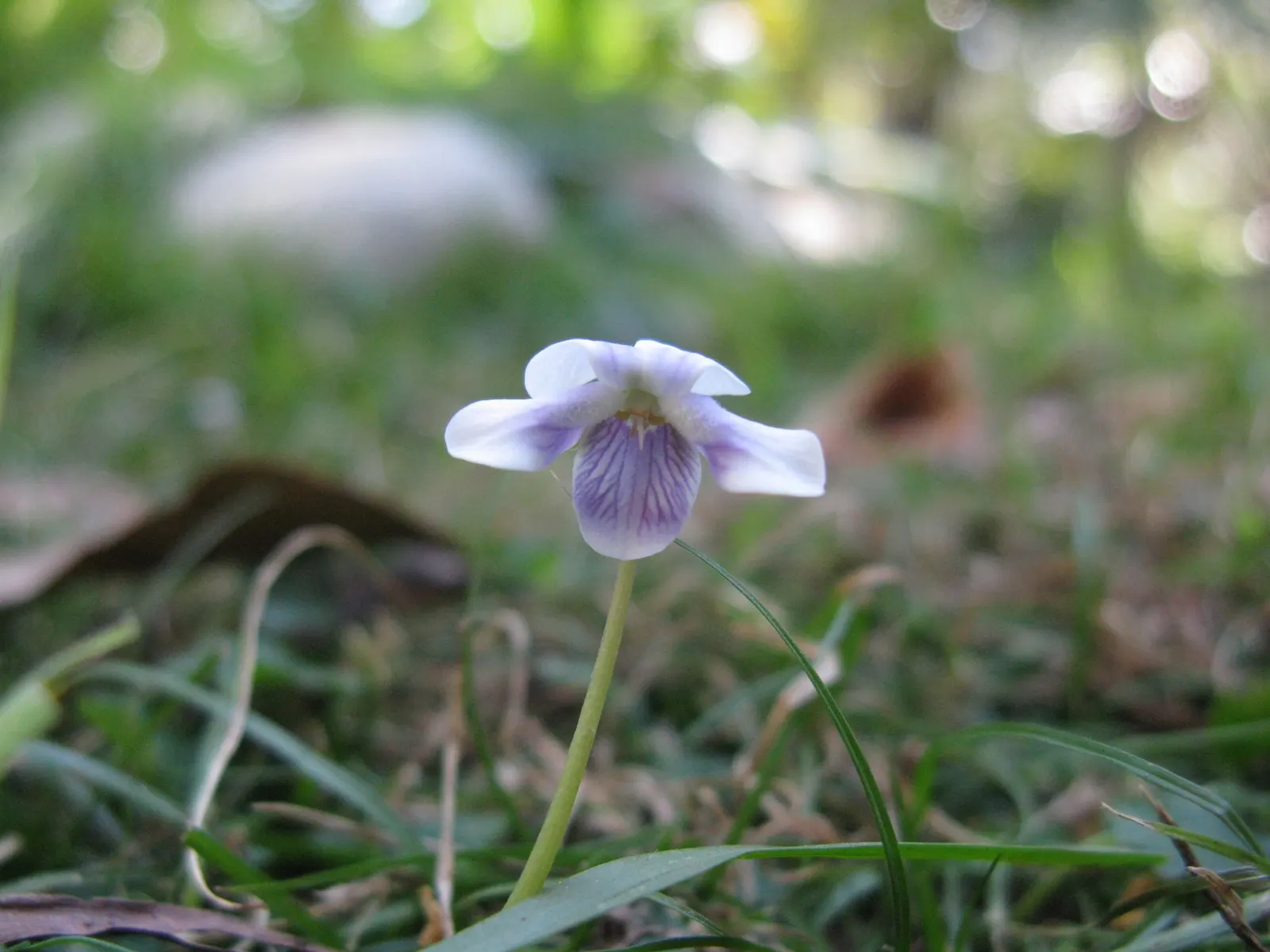 Australian Violet (Viola hederacea) — It flourishes in USDA hardiness zones 6 through 9