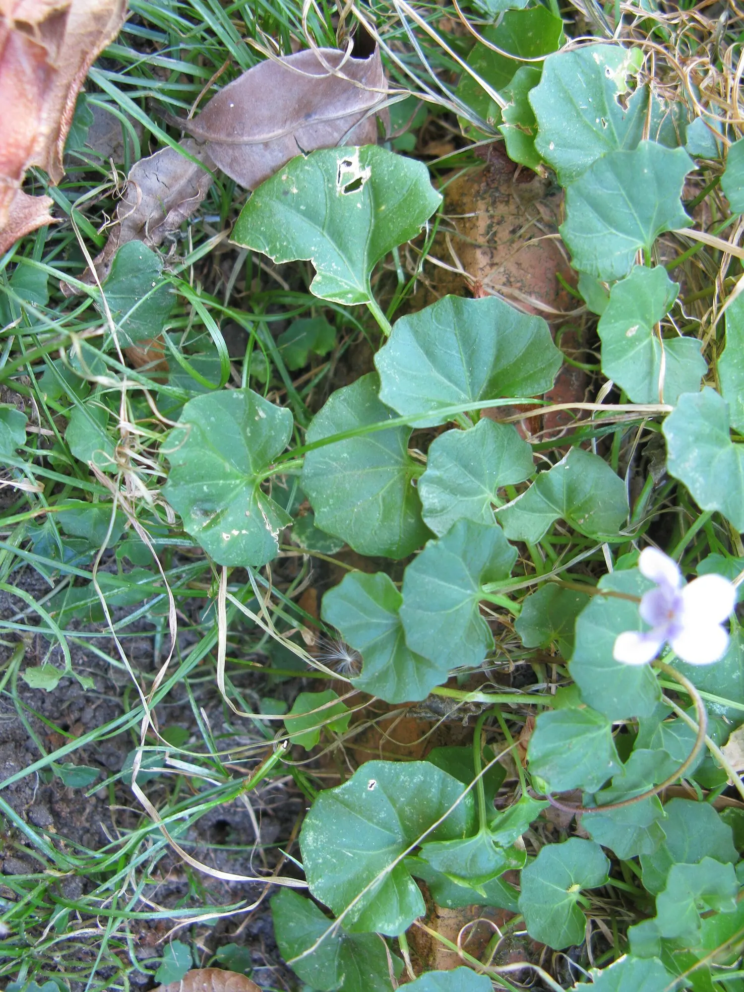 Australian Violet (Viola hederacea) — eye-catching contrast.<br><br>To ensure optimal growth