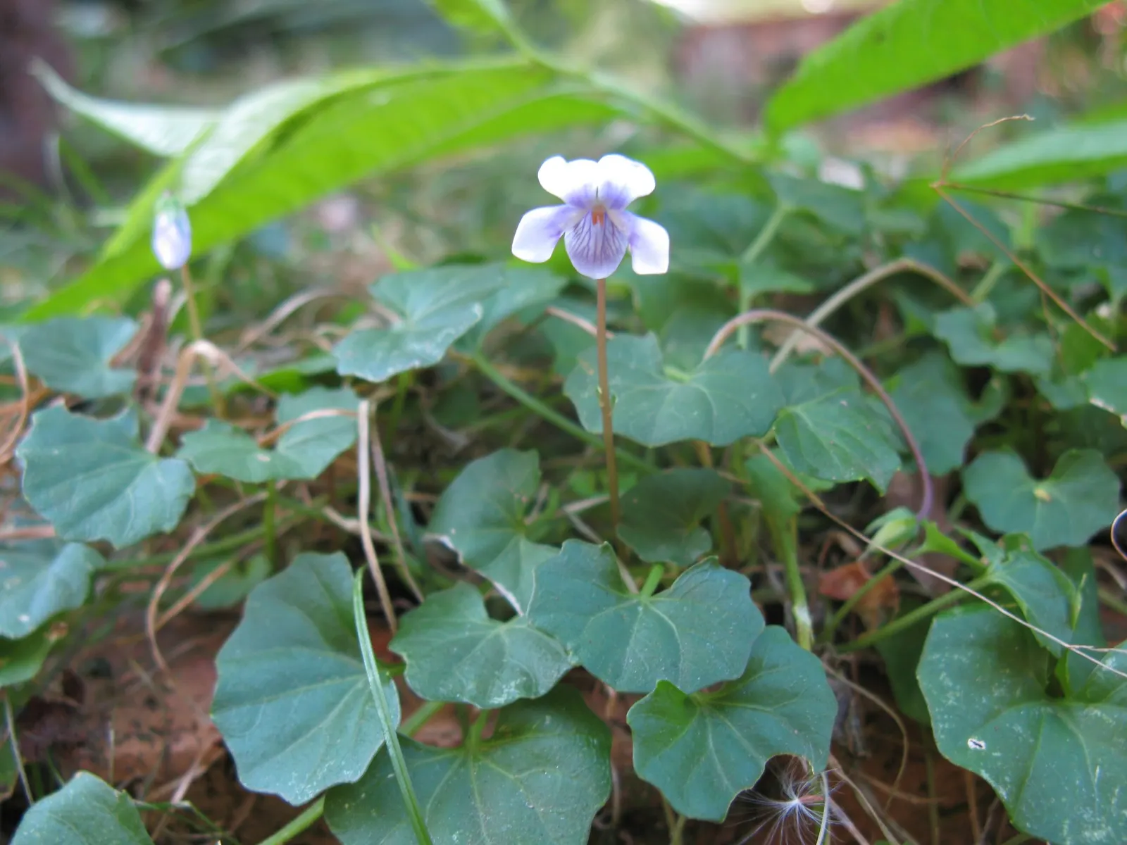 Australian Violet (Viola hederacea) — the Australian Violet prefers moist