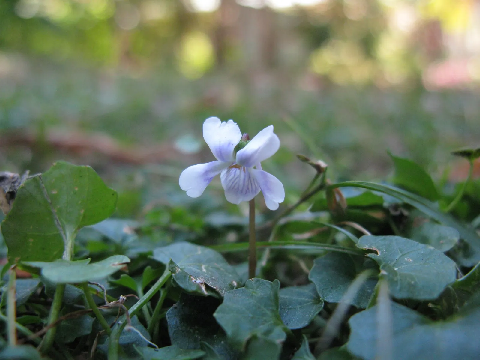 Australian Violet (Viola hederacea) — Viola hederacea reaches a modest height of about 2 to 4 inches and spreads elegantly to create a dense mat