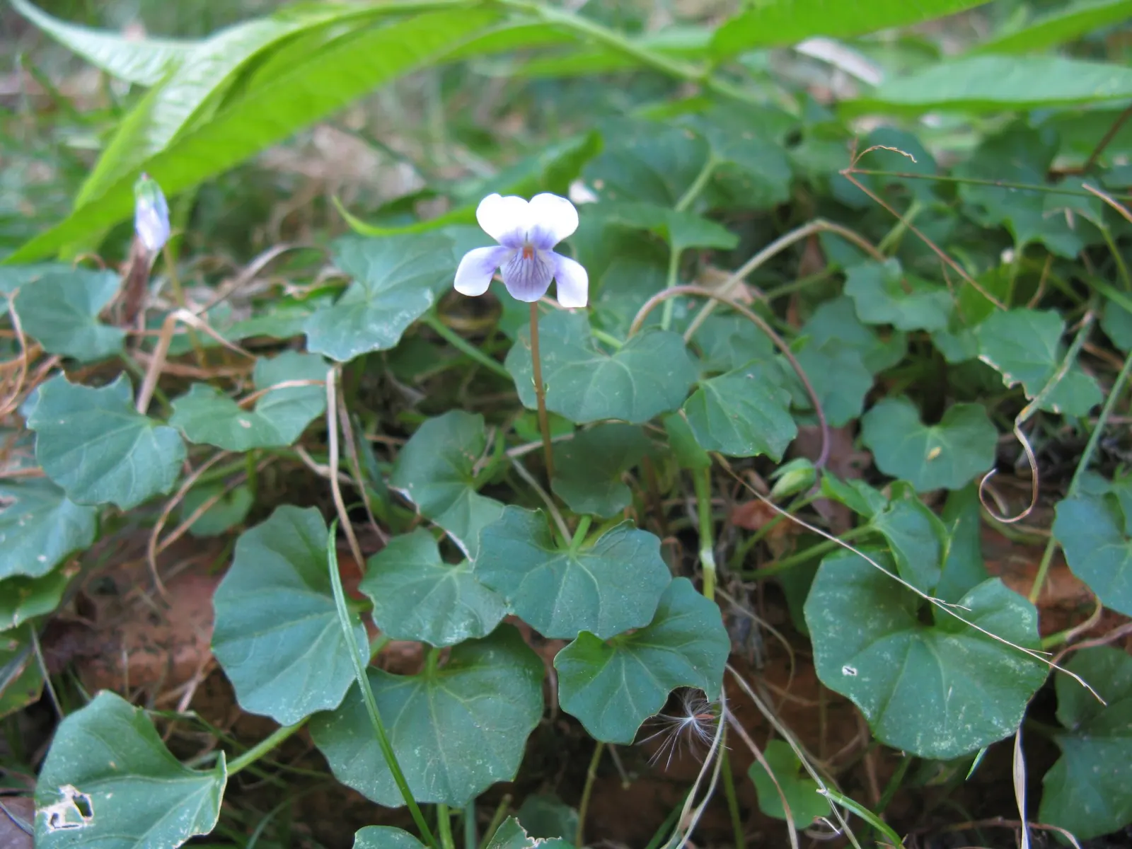 Australian Violet (Viola hederacea) — well-drained soils rich in organic matter