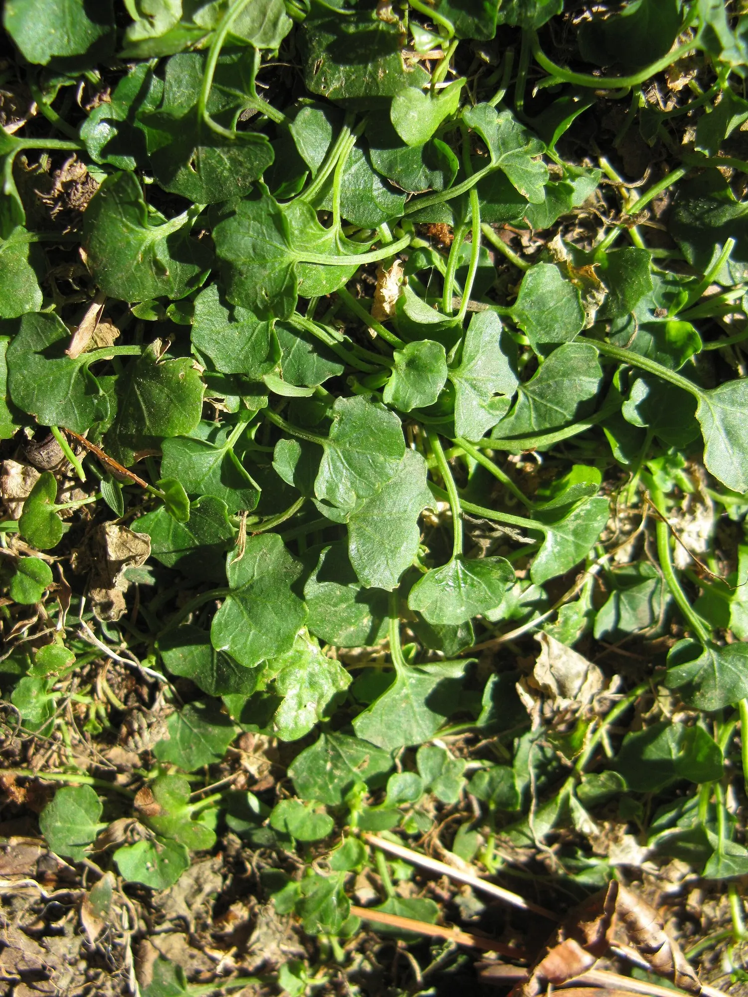Australian Violet (Viola hederacea) — distinguishing themselves with a striking