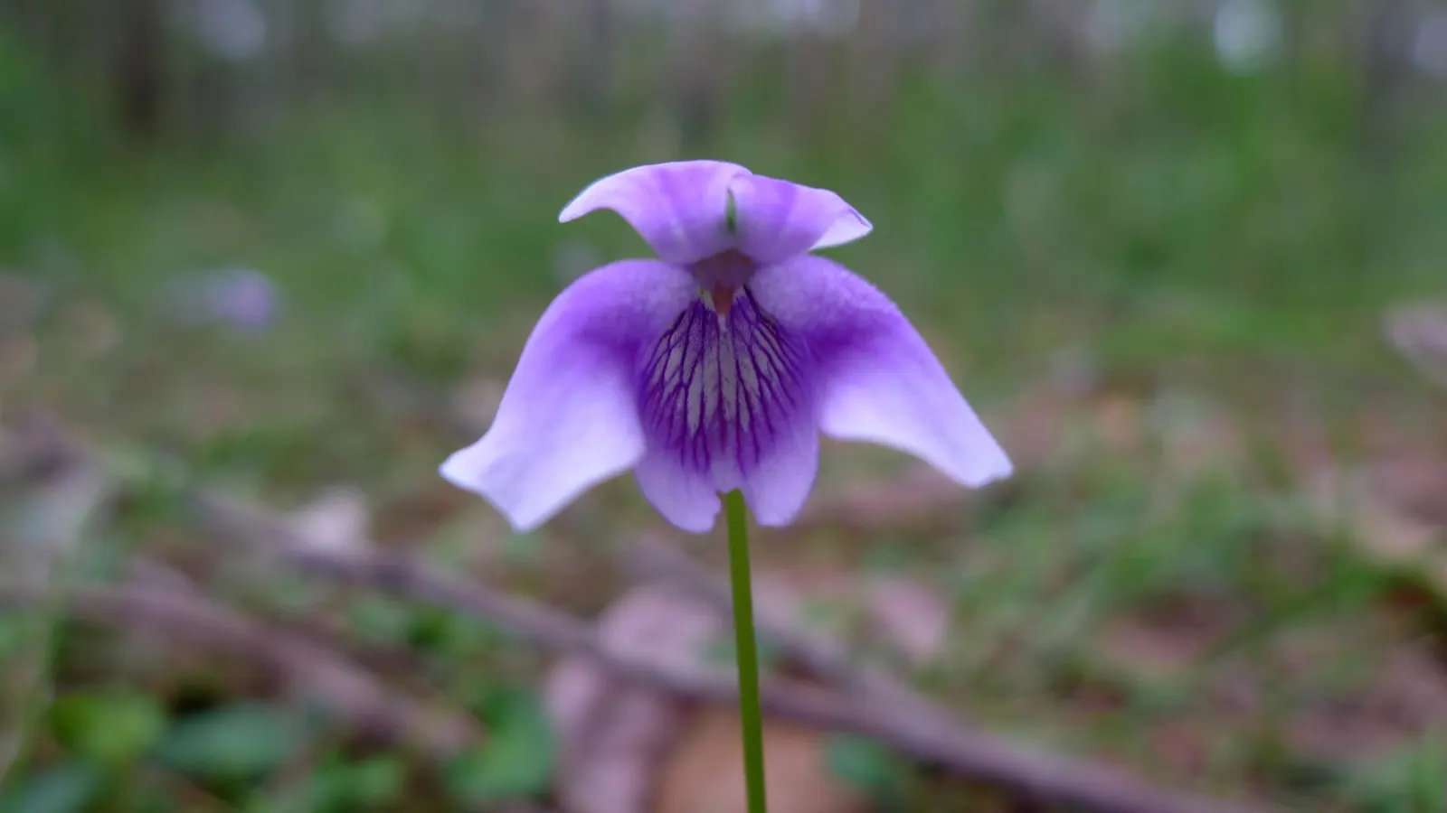 Australian Violet (Viola hederacea) — It tolerates both full sun and partial shade