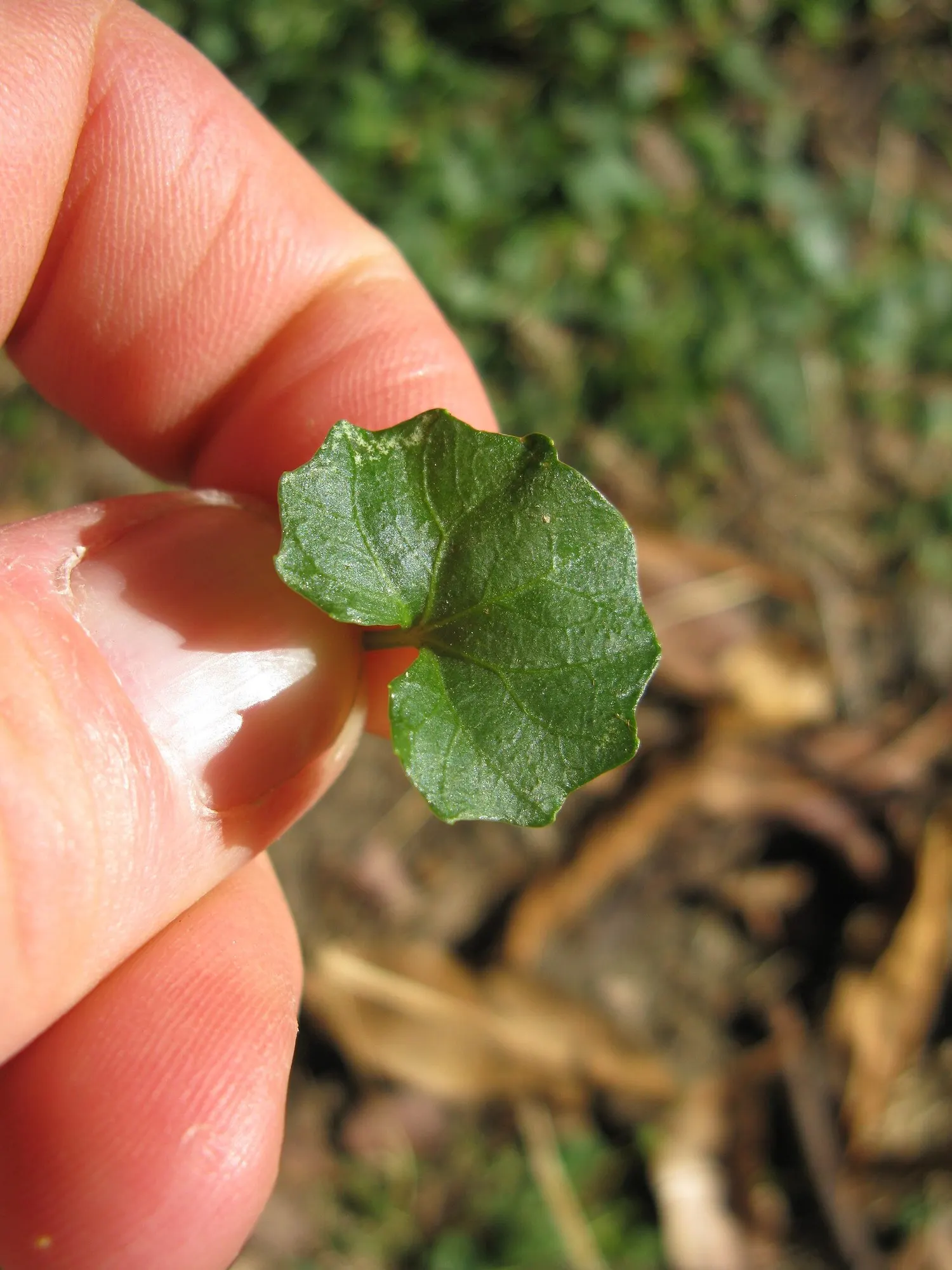 Australian Violet (Viola hederacea) — From spring through fall, the plant dons a profusion of small, darling flowers