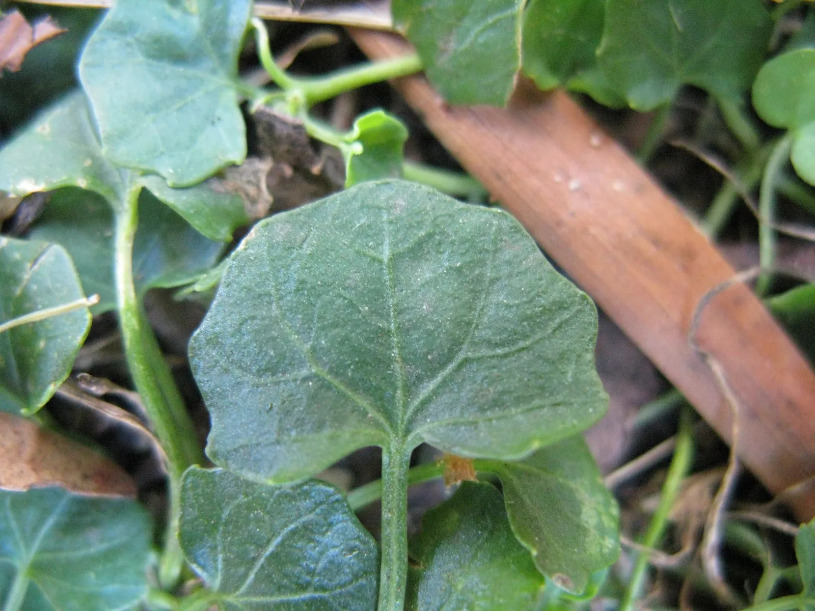 Australian Violet (Viola hederacea) — often with a radial pattern of purple lines converging towards the center