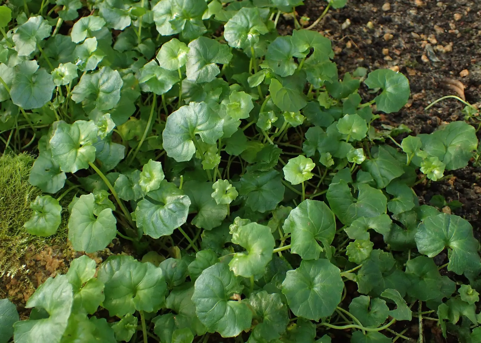 Australian Violet (Viola hederacea) — scientifically known as Viola hederacea