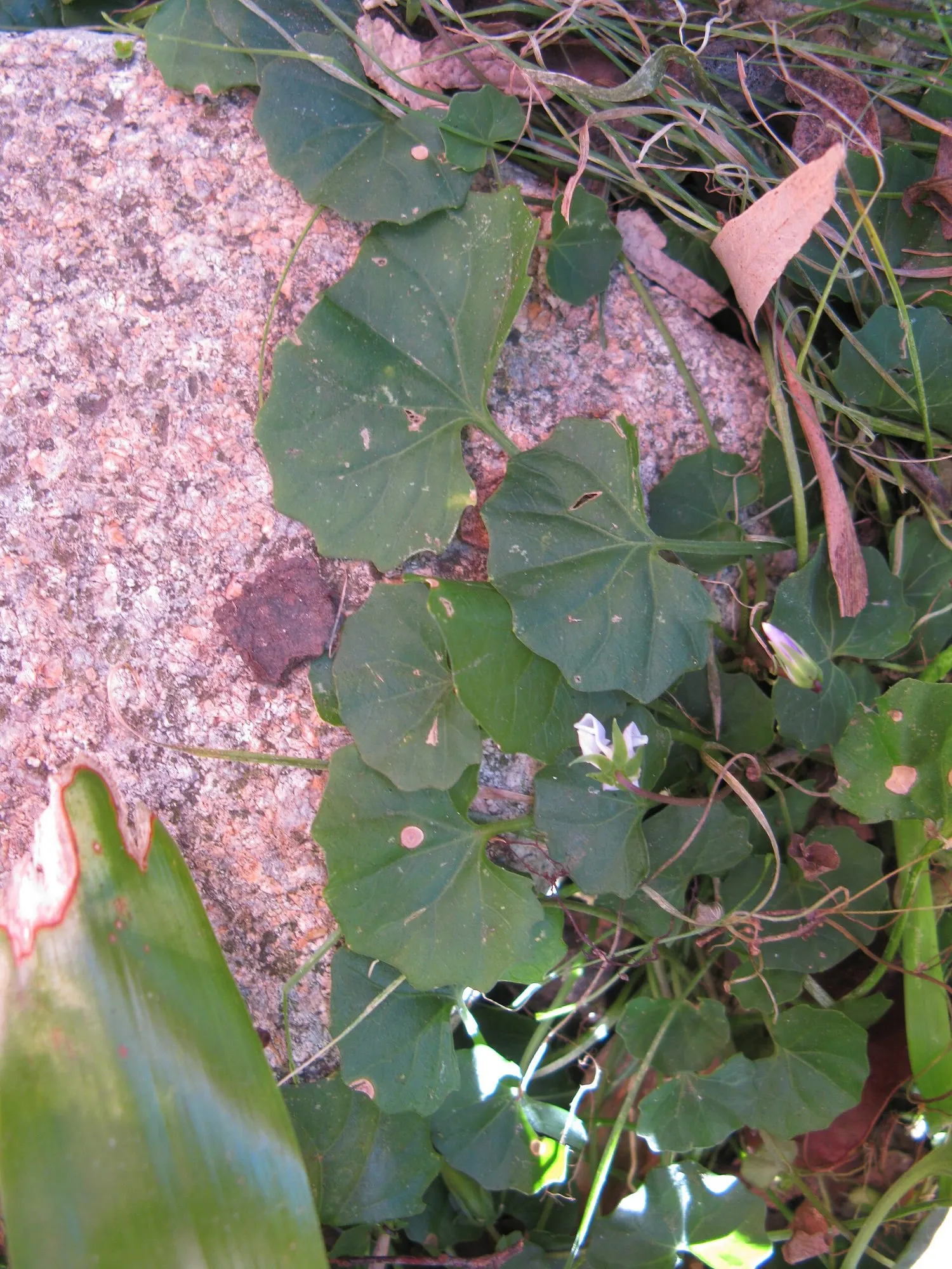 Australian Violet (Viola hederacea) — These blossoms are primarily lavender to white in hue
