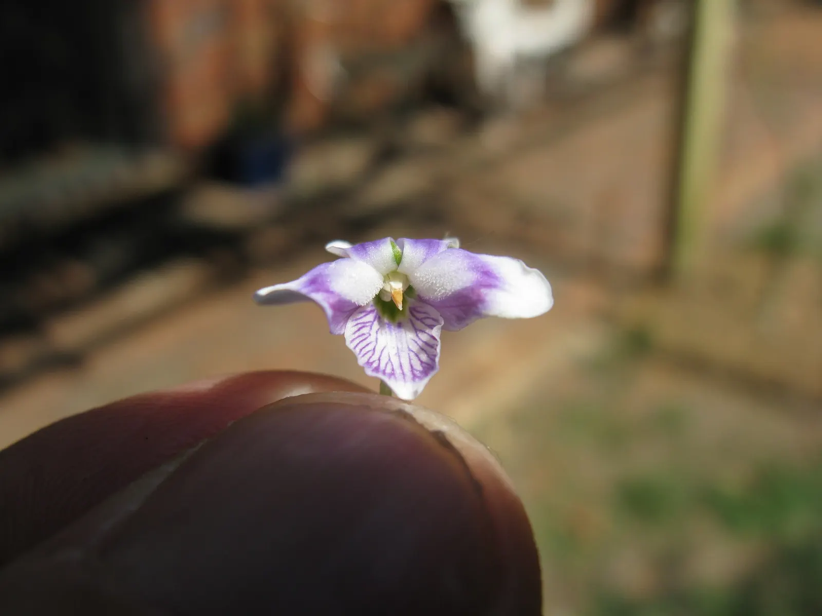 Australian Violet (Viola hederacea) — with a spread potentially extending up to 18 inches