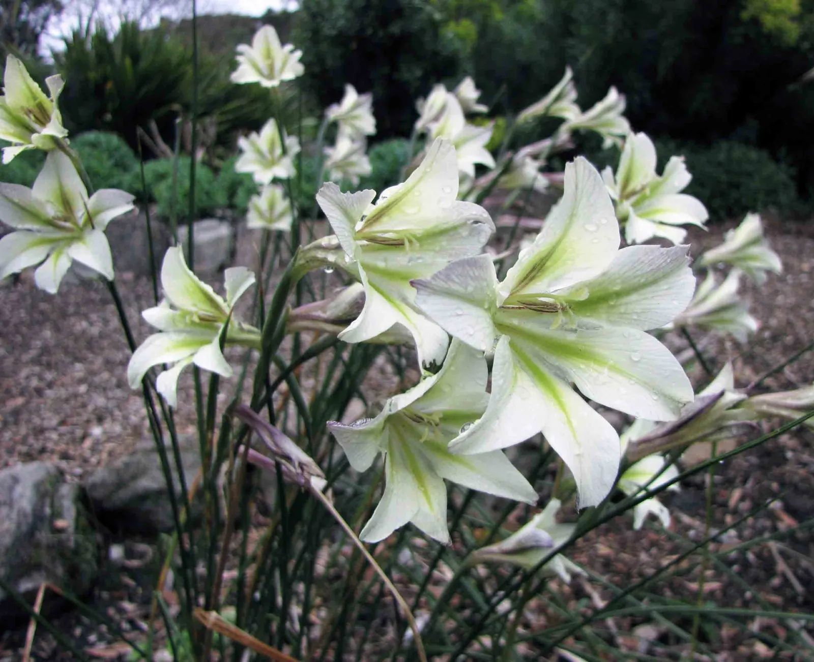 Yellow Marsh Afrikaner (Gladiolus Tristis) — bulb for full or half
