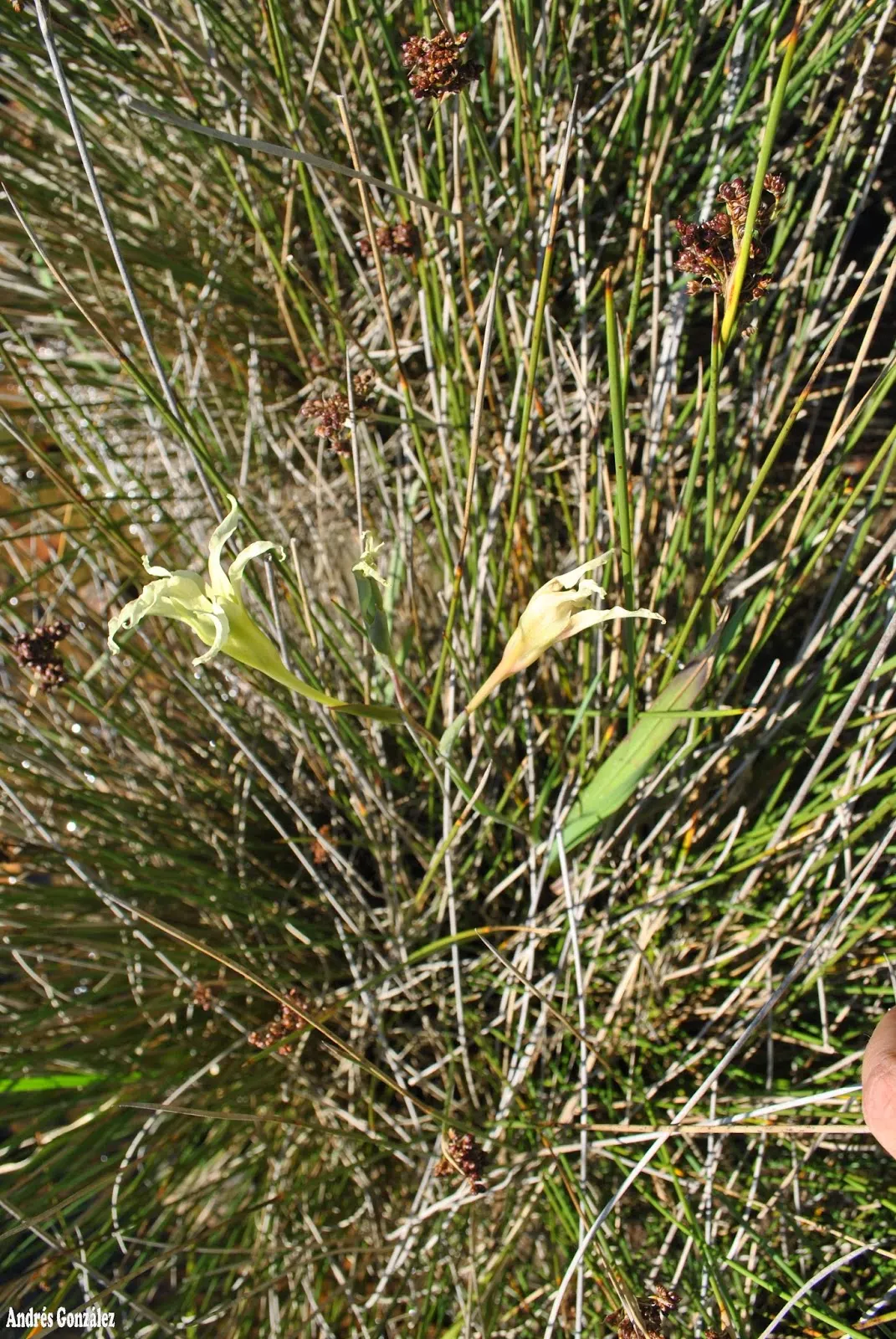 Yellow Marsh Afrikaner (Gladiolus Tristis) — is a perennial bulb with fragrant