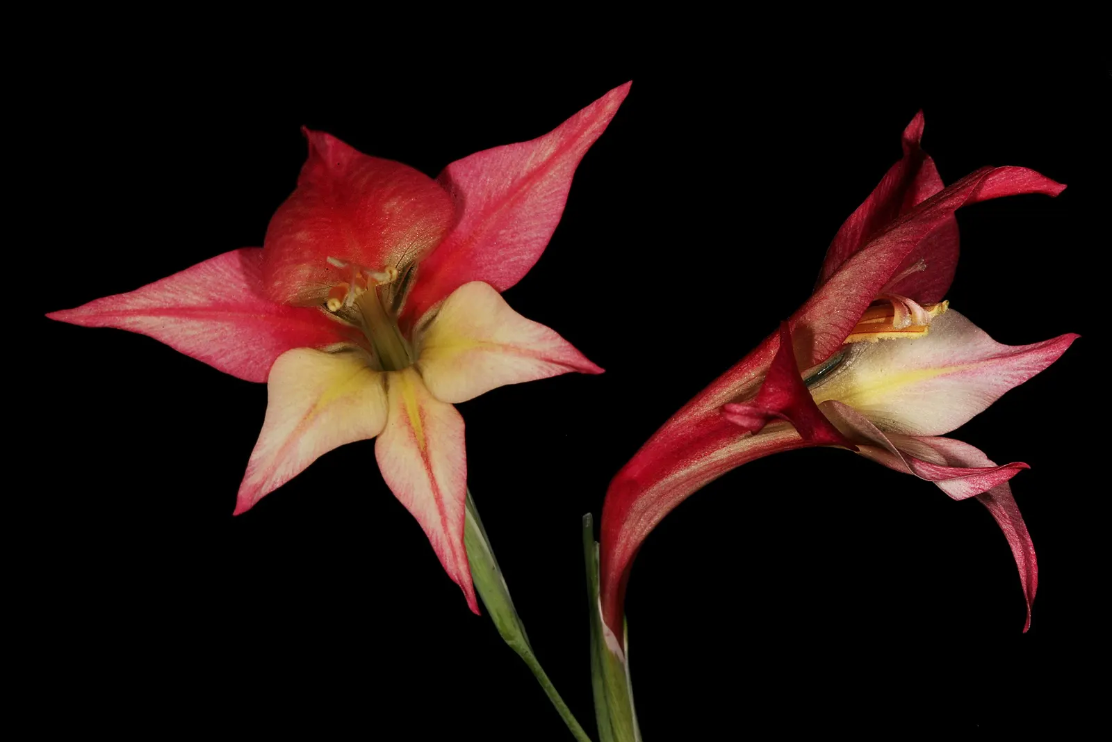 Yellow Marsh Afrikaner (Gladiolus Tristis) — or be clustered to create a focal point due to its vertical form and soothing color palette